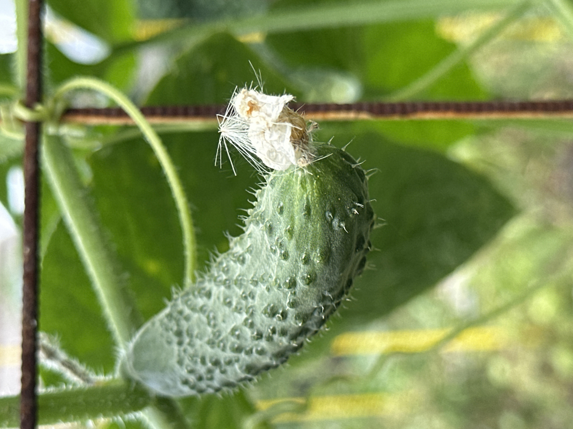 A close-up, slightly blurred photograph captures a young cucumber on a vine, with remnants of a white flower still attached to its tip. The cucumber is green and covered in small, spiky bumps, with fine white hairs visible on its surface, suggesting it is a prickly variety. The vine and surrounding foliage are a vibrant green, indicating a healthy plant. The background is out of focus, showing hints of yellow and green, possibly other plants or natural elements. The image was taken in Yessentuki, Russia, in an outdoor garden setting.
