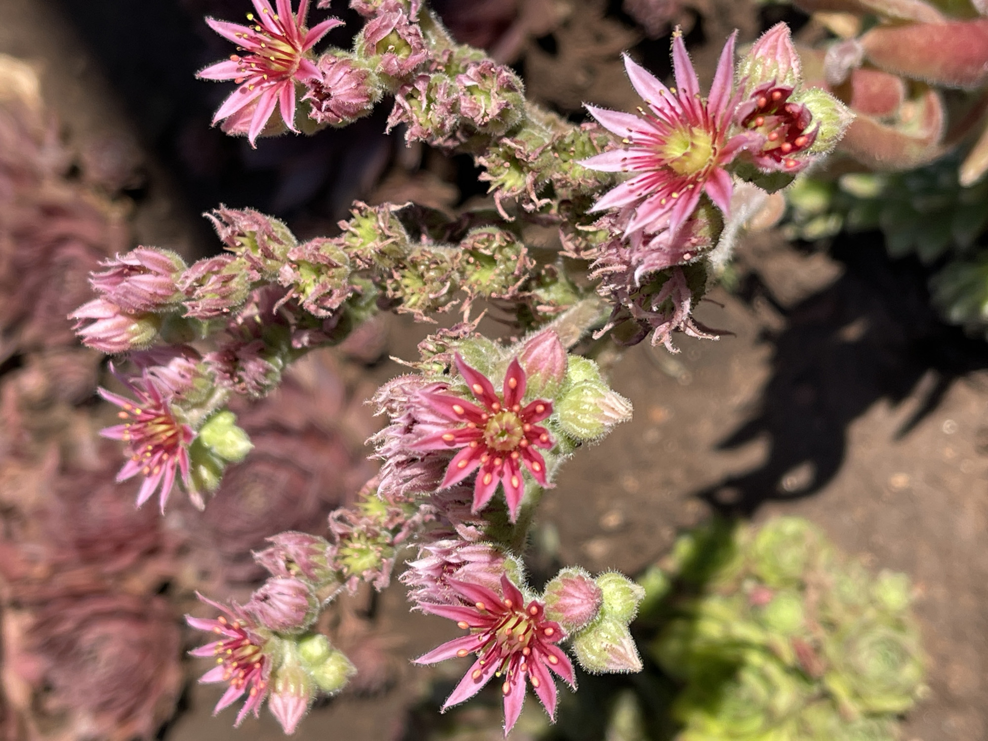 The image displays a close-up view of flowering Sempervivum plants, commonly known as Hens and Chicks, in Татарская Каргала, Russia. The plants are characterized by their star-shaped pink flowers with yellow stamens, set against a backdrop of their succulent, rosette-shaped leaves. The flowers are clustered on stalks, with some buds still closed. The plants are growing in soil, with evidence of other Sempervivum rosettes in various stages of development and color, ranging from green to reddish-brown, visible in the background and foreground. The lighting suggests it is daytime, with shadows cast on the ground, indicating an outdoor setting.