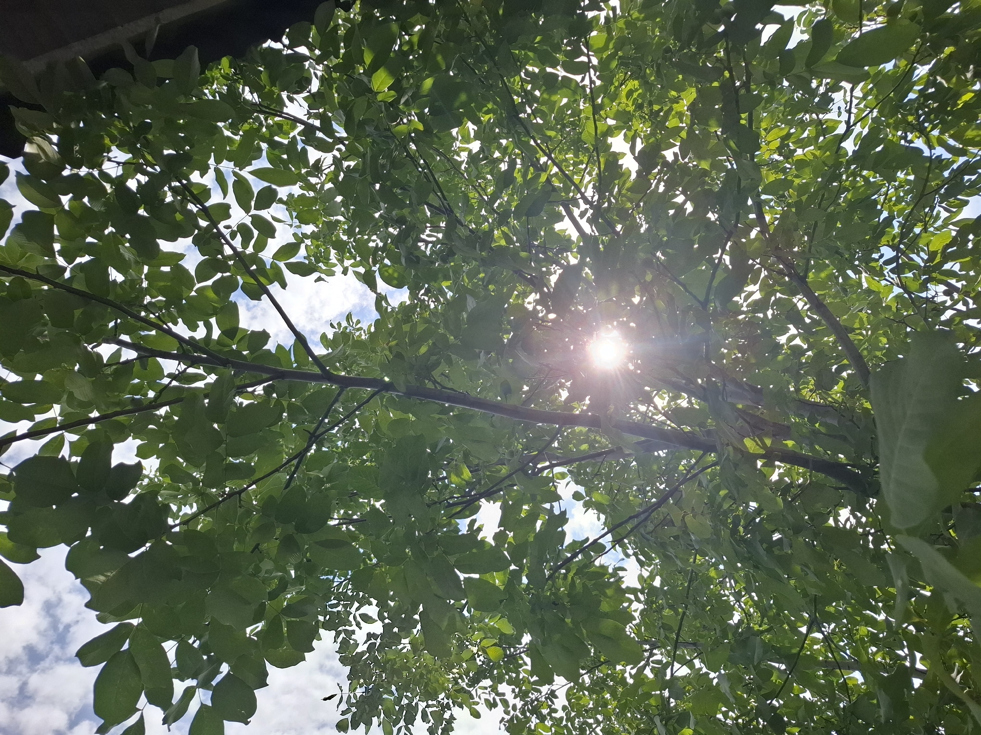 The image depicts a low-angle view looking up through the dense, green foliage of a tree towards a bright sky with scattered clouds. The sun is visible, creating a lens flare effect as its rays pierce through the leaves. The tree has dark branches and numerous oval-shaped leaves. On the right side of the image, a dark, possibly wooden, structure partially obscures the view of the sky. The scene appears to be outdoors, likely in a park or residential area, and the lighting suggests it is daytime. There are no people or animals visible in the frame. The overall impression is one of natural beauty, with the interplay of light and shadow through the leaves creating a visually dynamic composition. This scene could be found in any urban green space in Almaty, Kazakhstan, such as a park like Panfilov Park or in a courtyard of a residential building in districts like Medeu or Bostandyk.