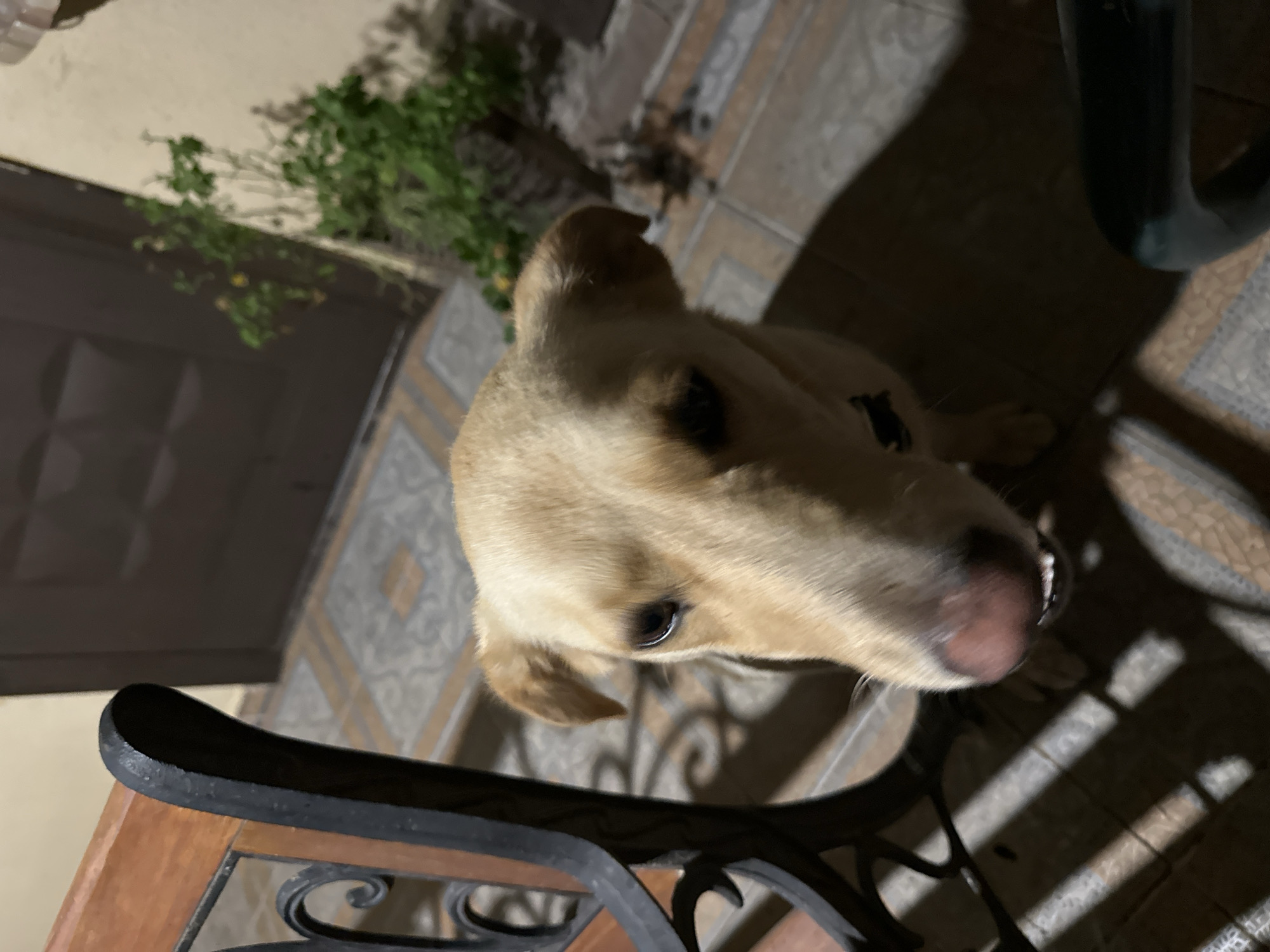 An eye-level shot captures a light-colored dog with floppy ears looking directly at the camera. The dog's head and upper body are in focus, with its snout and visible teeth slightly blurred. Behind the dog, a dark brown door is visible, with a patterned tiled floor in front of it. To the left of the dog, a portion of a wooden bench with black metal detailing is present. To the right of the door, a potted plant with green leaves is seen. The overall lighting suggests an outdoor setting at dusk or night, possibly a porch or patio. The image does not contain any information that would indicate the location is the city of Sochi, Russia.