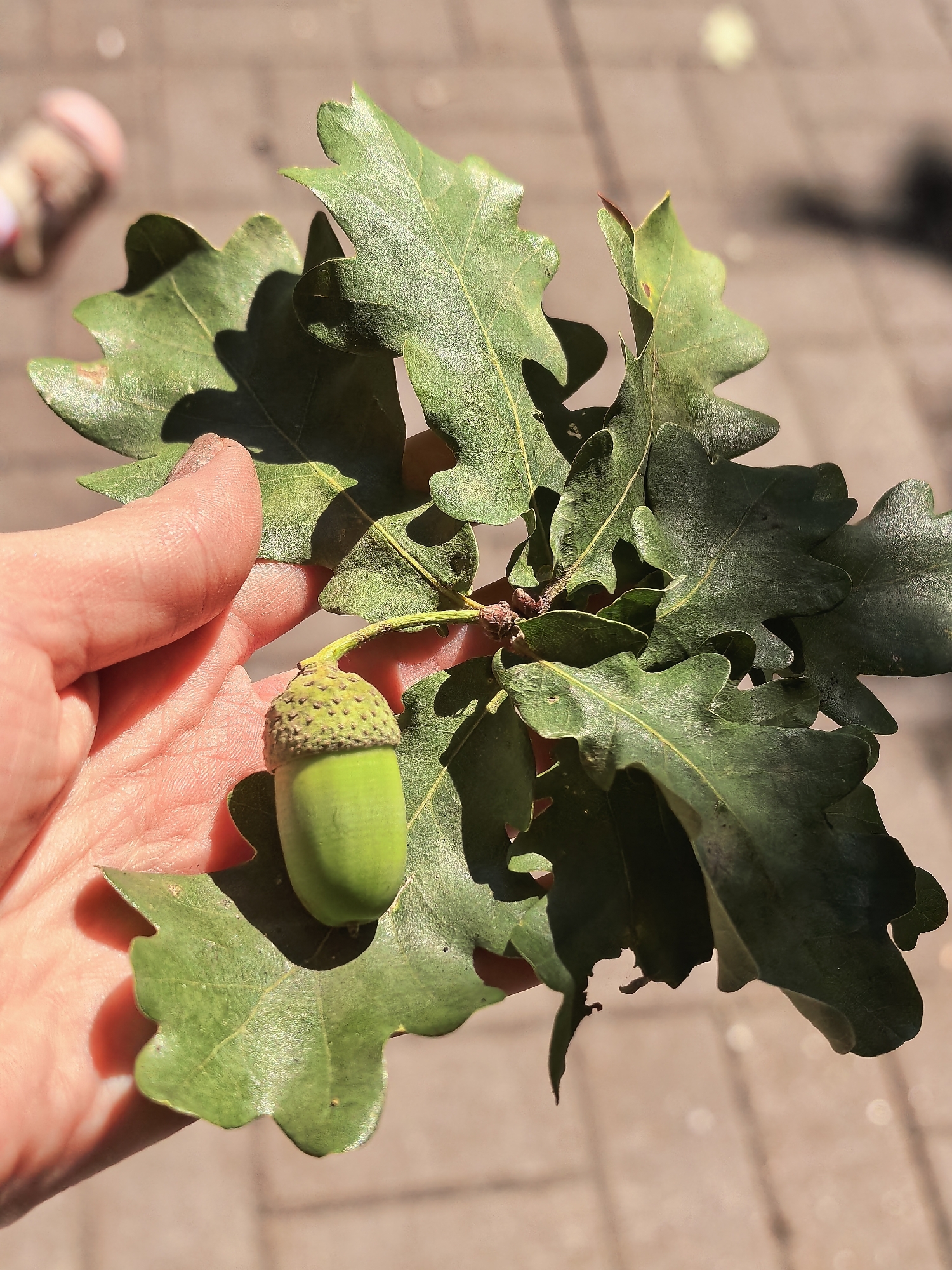 A person's hand, showing skin texture and a faint red tone, holds a branch with several green oak leaves and a single green acorn with a textured cap. The background is a blurred, paved surface that appears to be outdoors. The scene is lit by sunlight, casting shadows from the leaves onto the hand. The location is Sterlitamak, Russia.