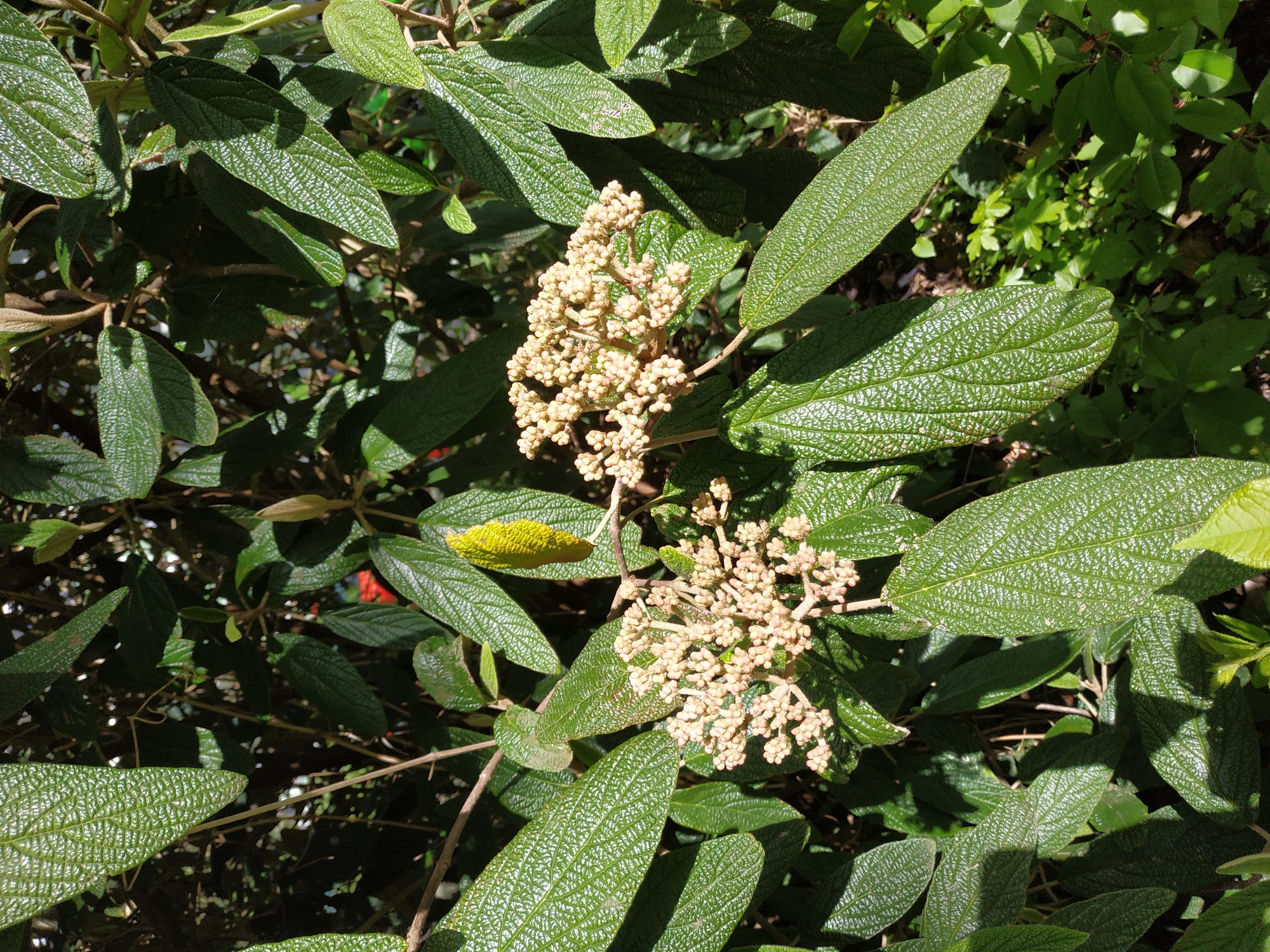 The image depicts a flowering plant with textured, ovate green leaves and clusters of small, cream-colored buds. The plant appears to be outdoors, receiving sunlight, and surrounded by other foliage. It's a close-up shot, focusing on the plant's details. No people, specific actions, or interactions are visible. It is not possible to ascertain from this image whether the plant is located in Dortmund, Germany.