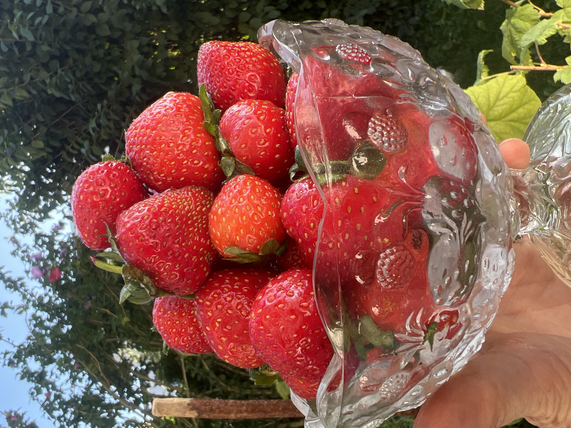 In Moosburg, Germany, a hand holds a clear glass bowl overflowing with bright red strawberries. The bowl, intricately carved with floral and berry motifs, sits in the foreground, reflecting the sunlight and the juicy fruit within. The strawberries are plump and ripe, their seeds clearly visible, and they are piled high, spilling over the rim of the bowl. In the background, lush green foliage and a clear blue sky suggest an outdoor setting, possibly a garden. The overall impression is one of fresh, ripe fruit captured in a moment of abundance.