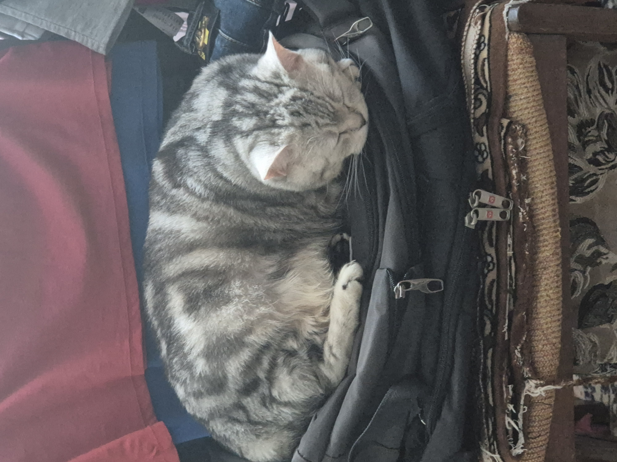 A tabby cat with grey and black stripes is sleeping on a black backpack. The backpack is on top of a patterned fabric, possibly a rug or blanket, which is on a wooden chair. In the background, there are piles of clothing, including a red shirt and blue and grey garments. The scene appears to be indoors, in a residential setting, with no visible indication of the city of Sozonivka, Ukraine. The cat is curled up and appears to be deeply asleep. The lighting is dim, suggesting it may be daytime or early evening. There are no people or other animals visible in the image.