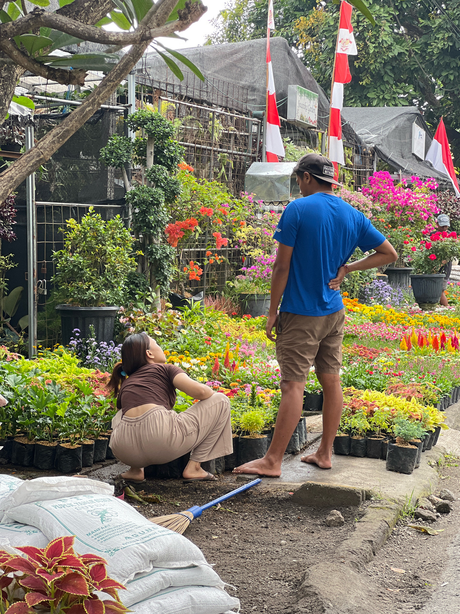 The image depicts an outdoor plant nursery in Denpasar, Indonesia. In the foreground, two people are present. A woman, wearing a brown t-shirt and beige pants, is crouched down, looking upwards and away from the camera. In front of her are several large white bags of soil, one of which has text printed on it, and a broom. A man, wearing a blue t-shirt and brown shorts and a baseball cap, stands with his back to the camera, his right hand on his hip, looking towards a display of numerous flowering plants. He is barefoot.
The background features rows of potted plants, many in black plastic bags and some in larger dark pots, displaying a variety of flowers in vibrant colors such as pink, orange, yellow, and red, as well as green foliage. Behind the plants, a metal fence is visible, and beyond that, structures covered with dark netting. Several Indonesian flags, red and white, are displayed on poles, some with smaller white flags bearing emblems. The ground appears to be a mix of dirt, gravel, and a paved walkway. The overall impression is a busy, well-stocked plant nursery.