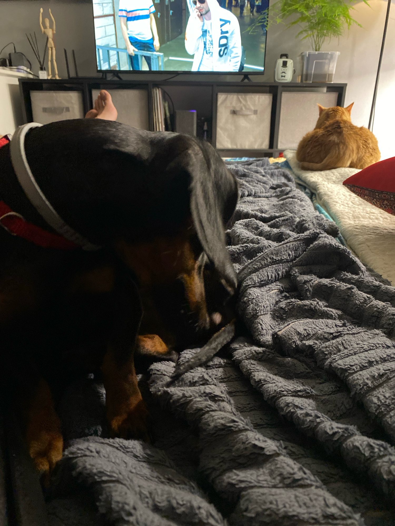 The image depicts an indoor scene, likely a living room, with a dark-colored dachshund dog in the foreground. The dog is lying on a grey, textured blanket, with its head down and appearing to be chewing on something. Partially visible in the background is a television screen displaying an image of people. To the right of the television, an orange cat is sitting facing away from the camera, also on a blanket. The environment appears to be dimly lit, with furniture and decorative items such as a wooden figurine and a plant visible. The scene suggests a relaxed, domestic setting. The location within the city of Zarechny, Russia, cannot be determined from the provided image.