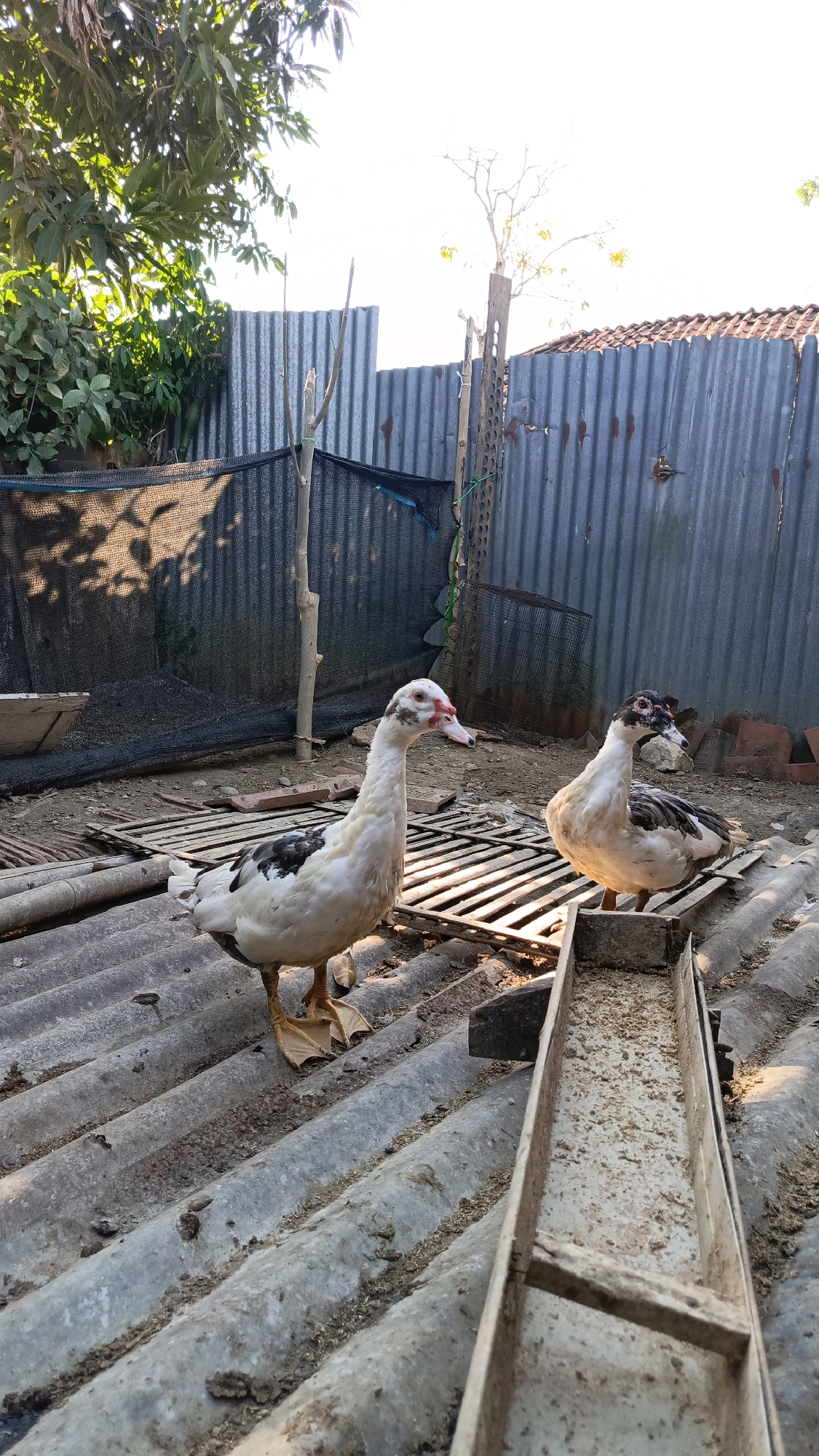 Two Muscovy ducks stand on a corrugated metal roof. The duck on the left is white with black markings on its back and wings, and has a red, warty face. The duck on the right has a similar coloration, with black markings on its head, neck, and back. Both ducks have orange feet. In the foreground, a long, narrow feeder is filled with a light-colored granular substance. The background consists of a corrugated metal fence, some trees and foliage, and a clear sky. The scene appears to be in a rural or semi-rural area, possibly a backyard or farm in Kebumen, Indonesia, given the style of the fencing and the vegetation. The lighting suggests it is daytime, with sunlight casting shadows.