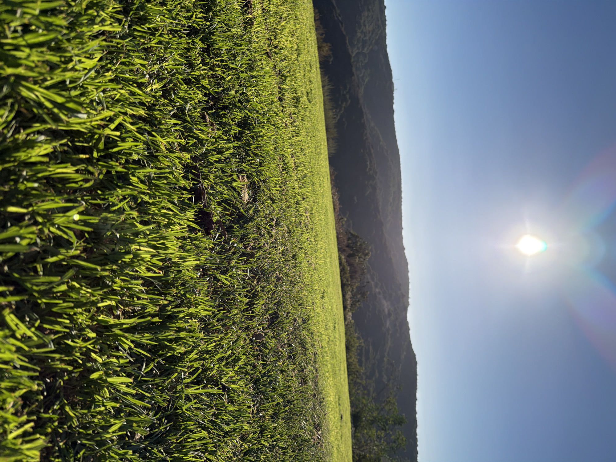 The image shows a sunlit grassy hill with a bright sun in the sky. The sun is shining directly down, creating a lens flare effect with rainbow colors. The grass is green and appears to be freshly mowed. In the background, there are rolling hills covered in trees. The sky is clear and blue. The location is Aliso Viejo, California, United States of America.