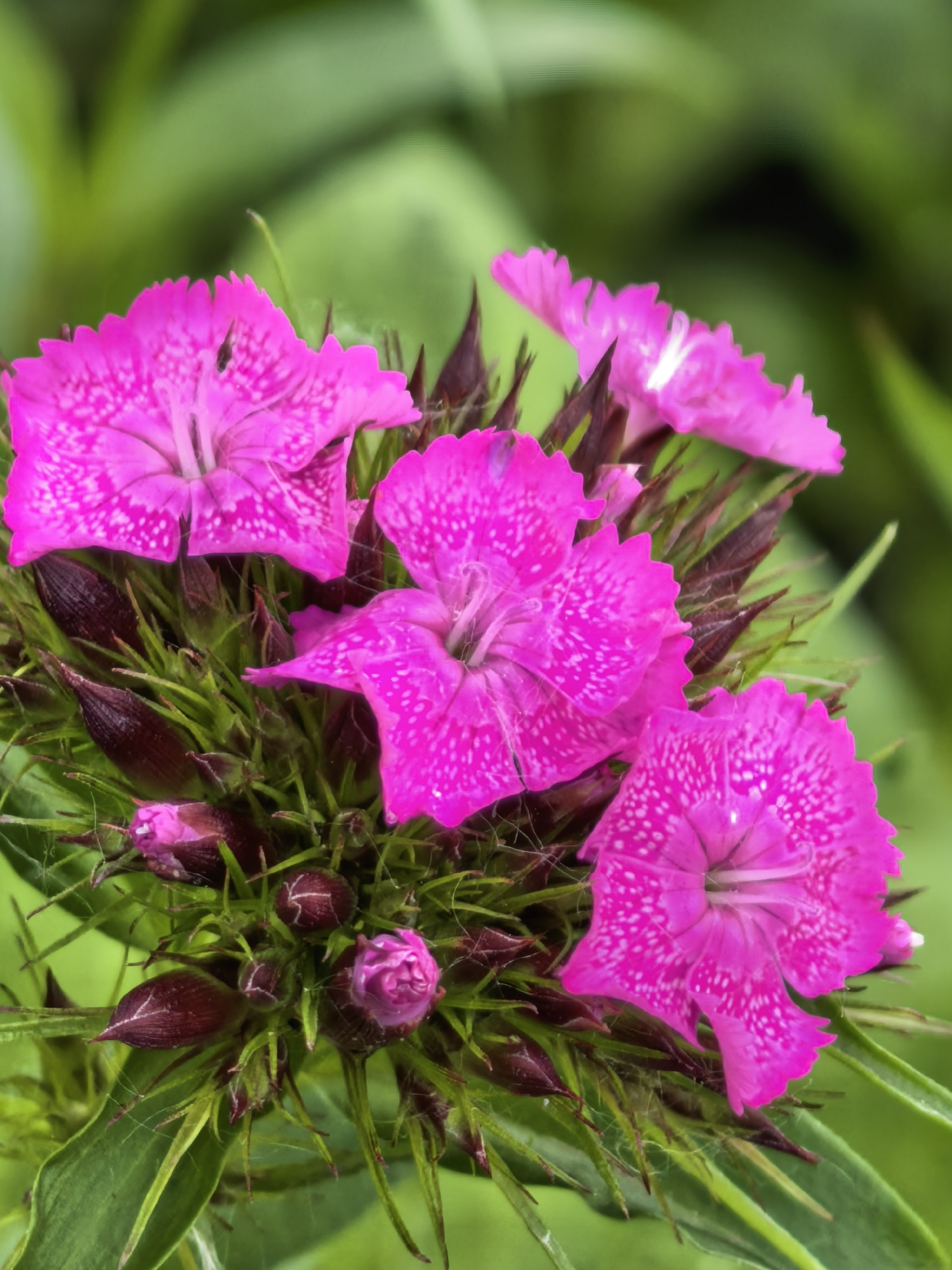 The image displays a close-up, overhead view of a dense cluster of vibrant fuchsia-magenta flowers and unopened buds, set against a soft, out-of-focus green background. Several fully open flowers are visible, each featuring five distinct petals with deeply notched or fringed edges. The petals are adorned with numerous small, irregular white speckles, creating a textured appearance. Interspersed among the open blossoms are multiple elongated, dark reddish-brown flower buds in various stages of development, some still tightly closed, others just beginning to unfurl. The flowers and buds are supported by a compact base of slender, vibrant green foliage. Fine, delicate white web-like strands are subtly present among the leaves and buds. The scene is brightly and evenly lit. No people, animals, or specific architectural or geographical landmarks of Sterlitamak, Russia, are discernible within the frame.