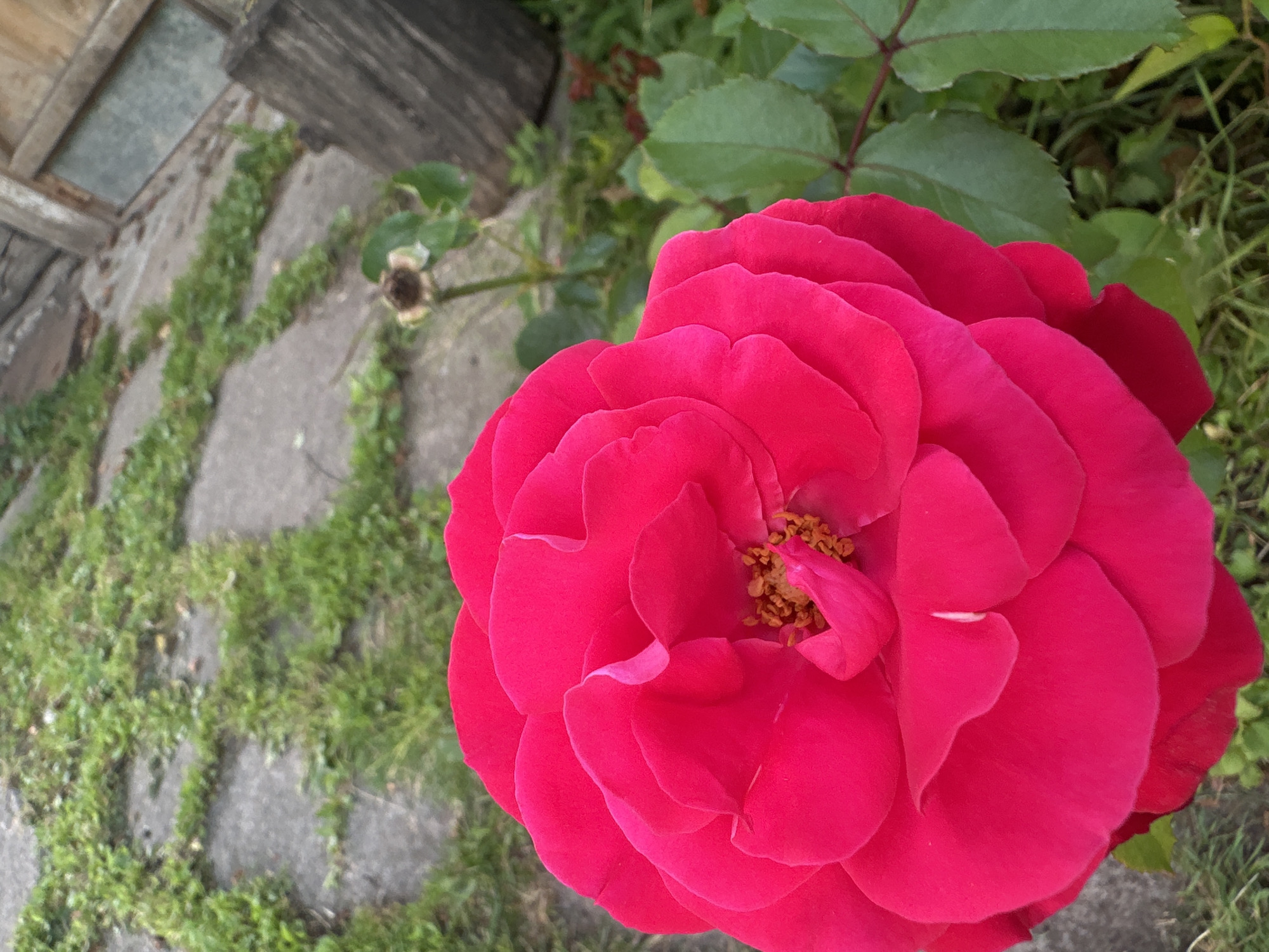 An extreme close-up, low-angle shot captures a vibrant, deep pink rose in full bloom. The rose dominates the foreground, its velvety petals unfurling in soft waves. The center of the rose reveals delicate golden stamens. To the left and slightly behind the rose, a pathway made of irregularly shaped, grey concrete slabs is visible, interspersed with patches of green grass and weeds. In the upper right quadrant of the image, a weathered, wooden structure, possibly a fence or part of a building, with a window pane, stands against a backdrop of more greenery. A dried rose head, a stark contrast to the living bloom, is situated on a stem behind the main rose, suggesting the passage of time or a cyclical natural process. The overall impression is one of organic beauty set against a rustic, somewhat unkempt, outdoor environment. The scene is not situated in Maladzyechna, Belarus.