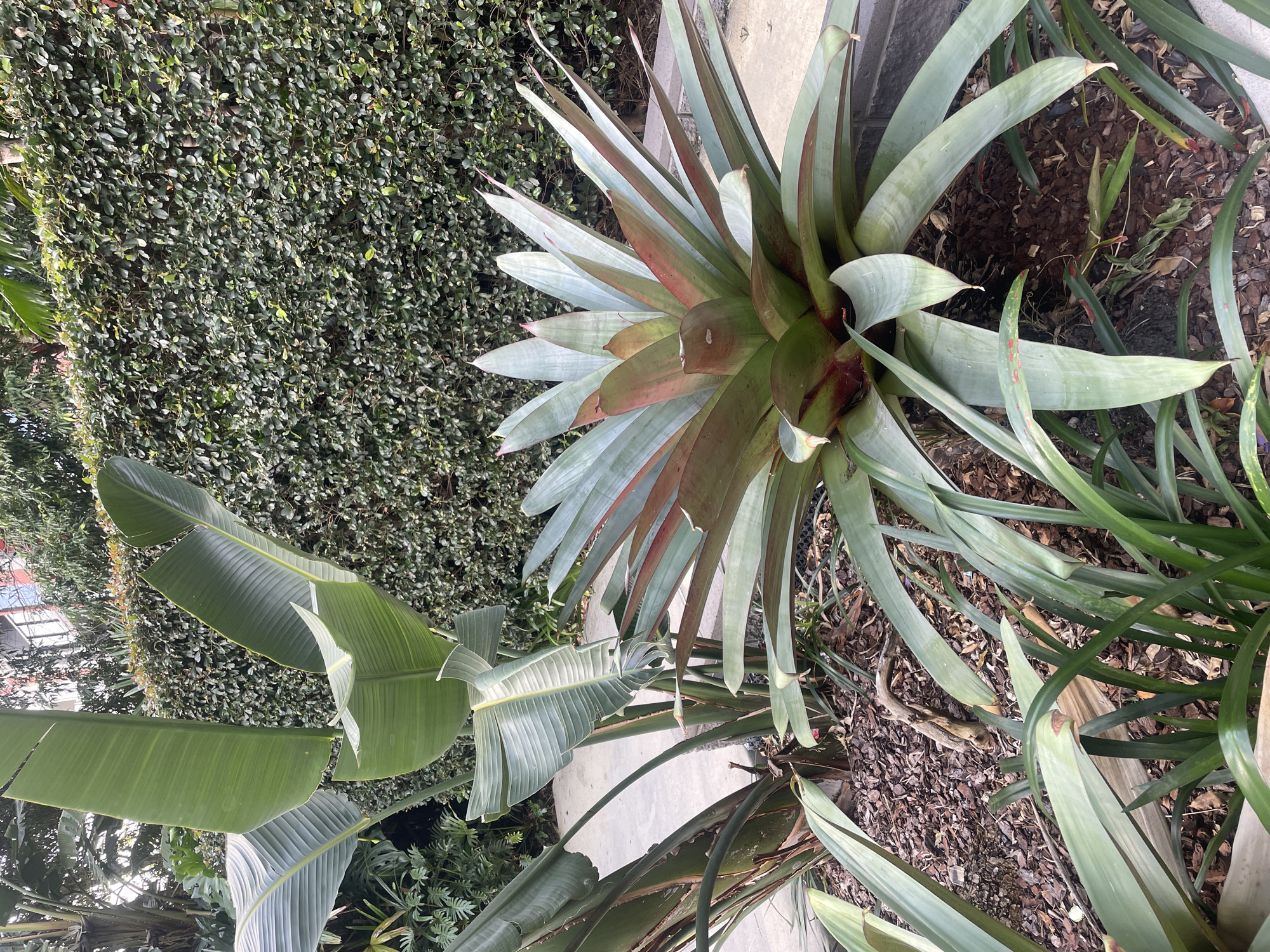 This image depicts a tropical garden scene with a prominent bromeliad plant in the foreground. The bromeliad has broad, spiky leaves that transition from a pale green to a reddish hue towards the center. Behind the bromeliad, large, paddle-shaped leaves of a Bird of Paradise plant are visible. A dense green hedge forms the backdrop of the scene. The ground is covered with dark mulch and some scattered bark chips. The paving stones of a pathway are visible to the left and right of the garden bed. The lighting suggests it is daytime, with diffused sunlight. The overall environment is lush and well-maintained, indicative of a garden setting in a city with a subtropical climate. While the image does not definitively confirm its location in Brisbane, Australia, the presence of such flora is consistent with the climate and landscaping common in Brisbane's parks and residential gardens. No people or specific actions are depicted.