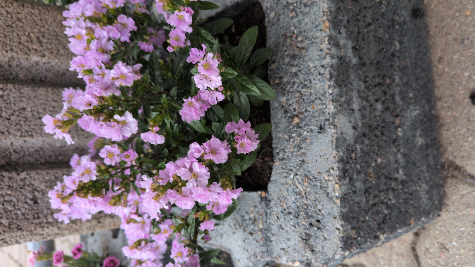 The image shows a close-up of a pink flowering plant in a gray concrete planter. The planter appears to be made of rough-textured concrete blocks. The plant has numerous small, delicate pink flowers with darker centers, clustered on green stems. Dark green leaves are visible beneath the flowers. In the background, a blurred section of a textured gray wall or structure is visible, possibly part of a building or another planter. To the left and slightly behind the main plant, other pink flowers and green foliage are also visible, out of focus. The ground surface in front of the planter appears to be paved with light-colored stones or concrete. The overall scene is of a decorative floral display, likely in an urban outdoor setting. This image was captured in Kölleda, Germany.