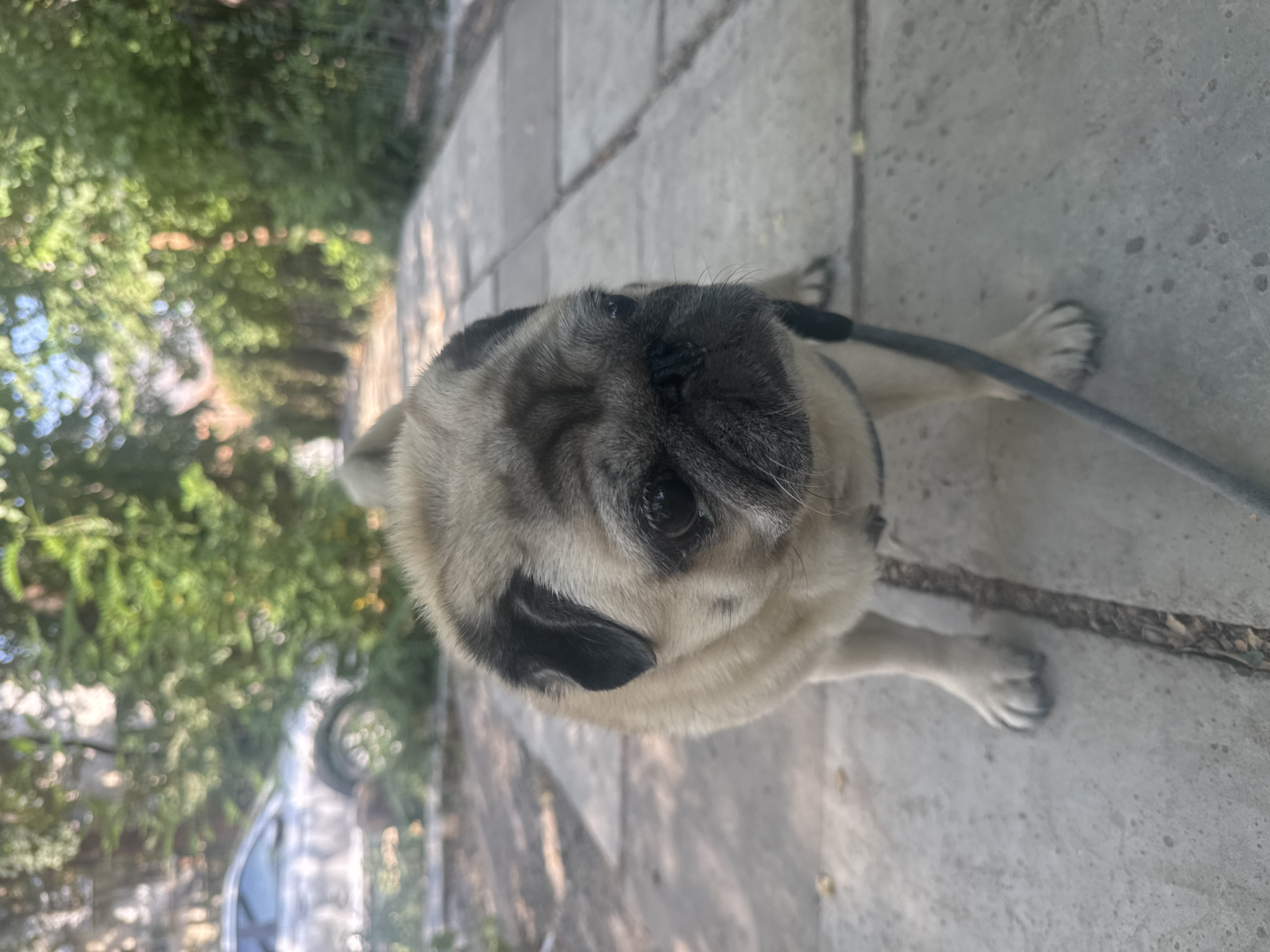 A fawn-colored pug stands on a paved walkway, its leash visible. The pug is in the foreground, facing slightly to the right, with its body partially obscured by the camera angle. The walkway is made of rectangular concrete slabs. Behind the pug, a silver car is parked on the left side of the frame, partially covered by lush green foliage. The background consists of dense trees and bushes, suggesting an outdoor, possibly residential, setting. The lighting indicates it is daytime, with sunlight filtering through the leaves, creating dappled shadows on the ground. The scene appears to be in Bishkek City, Kyrgyzstan.