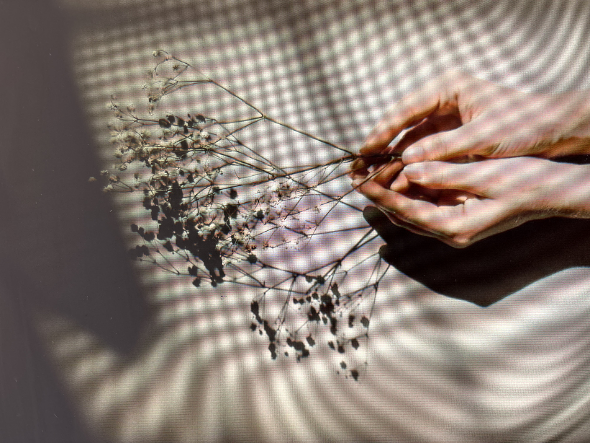 Two hands gently hold a delicate sprig of dried baby's breath against a plain, light-colored wall. The soft light casts dramatic shadows of the plant and hands onto the wall, creating an abstract and atmospheric scene. The hands are fair-skinned and appear to be those of an adult, with fingers intertwined around the thin stems of the plant. The baby's breath is characterized by its numerous tiny white flowers and slender, branching stems, giving it an airy and delicate appearance. The overall impression is one of fragility and understated beauty. The scene is devoid of any context regarding a specific city or location.