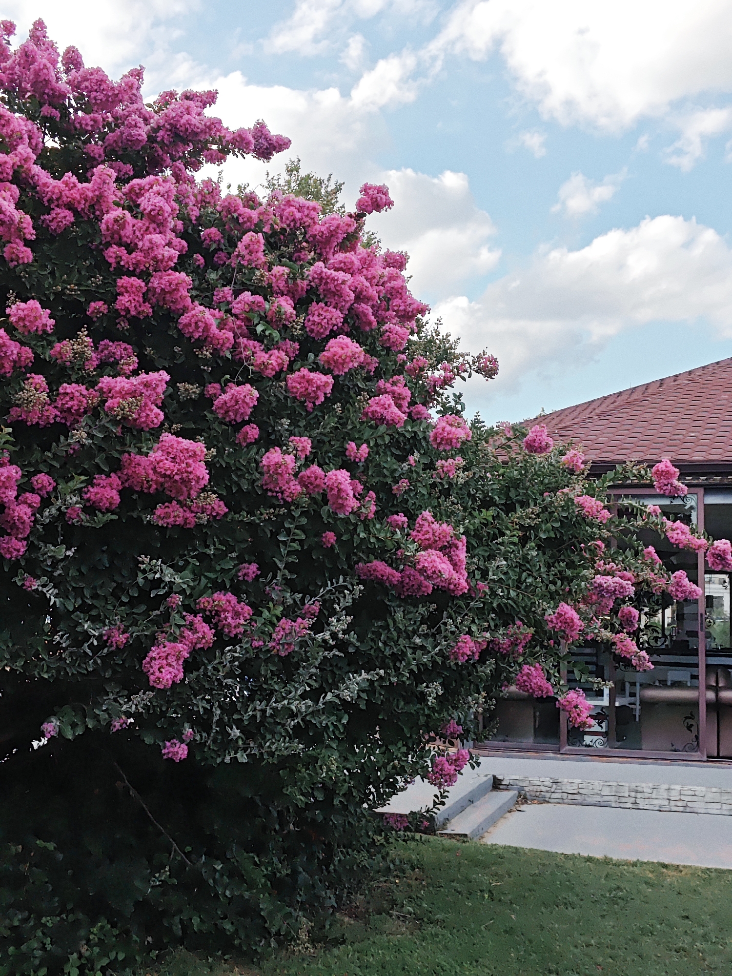 A large crape myrtle tree with abundant pink blossoms is in full bloom in front of a building with a red tile roof. The tree fills much of the left and center of the frame, its branches heavy with clusters of bright pink flowers. Dark green leaves form a dense canopy. To the right, a portion of a building is visible, featuring a dark red, tiled roof that slopes downwards. A large window or glass door is set into the side of the building, with decorative metalwork visible on the exterior. In front of the building, there is a paved walkway and a low stone wall. A patch of bright green grass is in the foreground. The sky above is a pale blue with scattered white, puffy clouds. The image is taken from a low angle, looking up towards the blooming tree and the building.