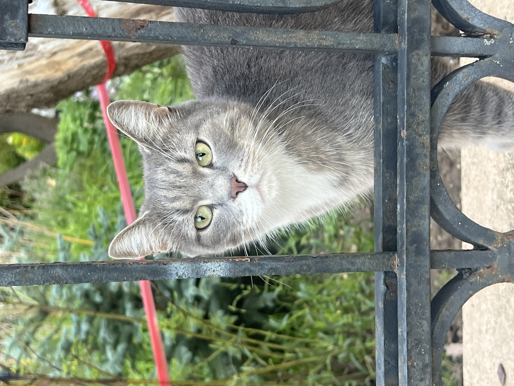 A gray tabby cat with green eyes is peering through the bars of a black metal fence. The cat is mostly visible, with its head and upper body in focus. Behind the fence, there is lush green foliage and a bright red ribbon is visible in the background. The scene appears to be outdoors, possibly in a garden or yard. There is no indication of the specific location within Nizhny Novgorod, Russia.