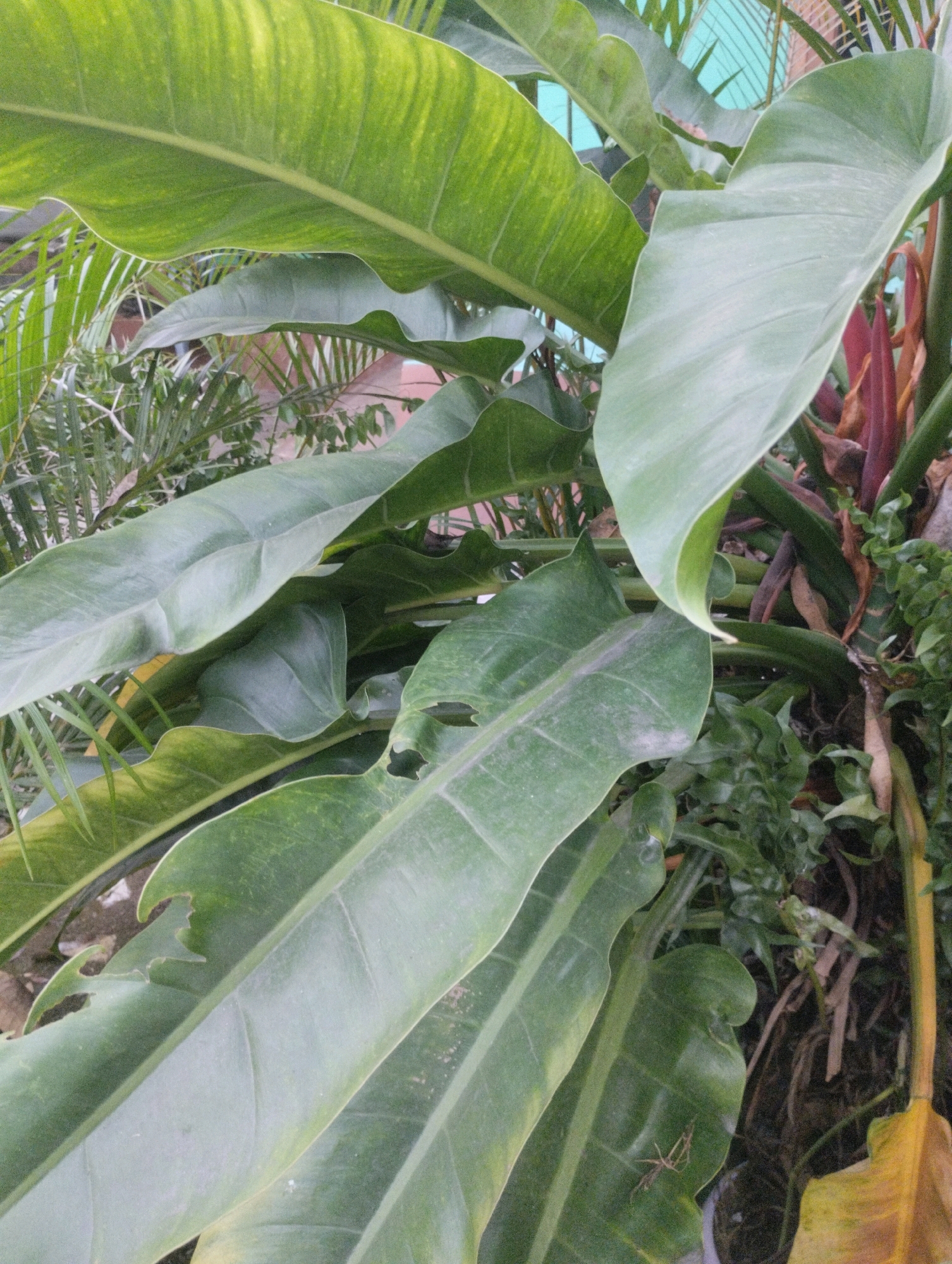 The image shows a close-up view of several large, lush green leaves of a tropical plant, likely a philodendron or similar variety. The leaves are varied in size and shape, with some showing signs of wear like minor tears or holes. The plant appears to be growing outdoors, with other foliage and what looks like a fence or building structure visible in the background. The lighting suggests it is daytime. There are no people or animals clearly visible in the image. The scene is consistent with a garden or natural setting in a humid climate. There is no specific indication of the location within Jambangan, Indonesia, other than it being a tropical environment.