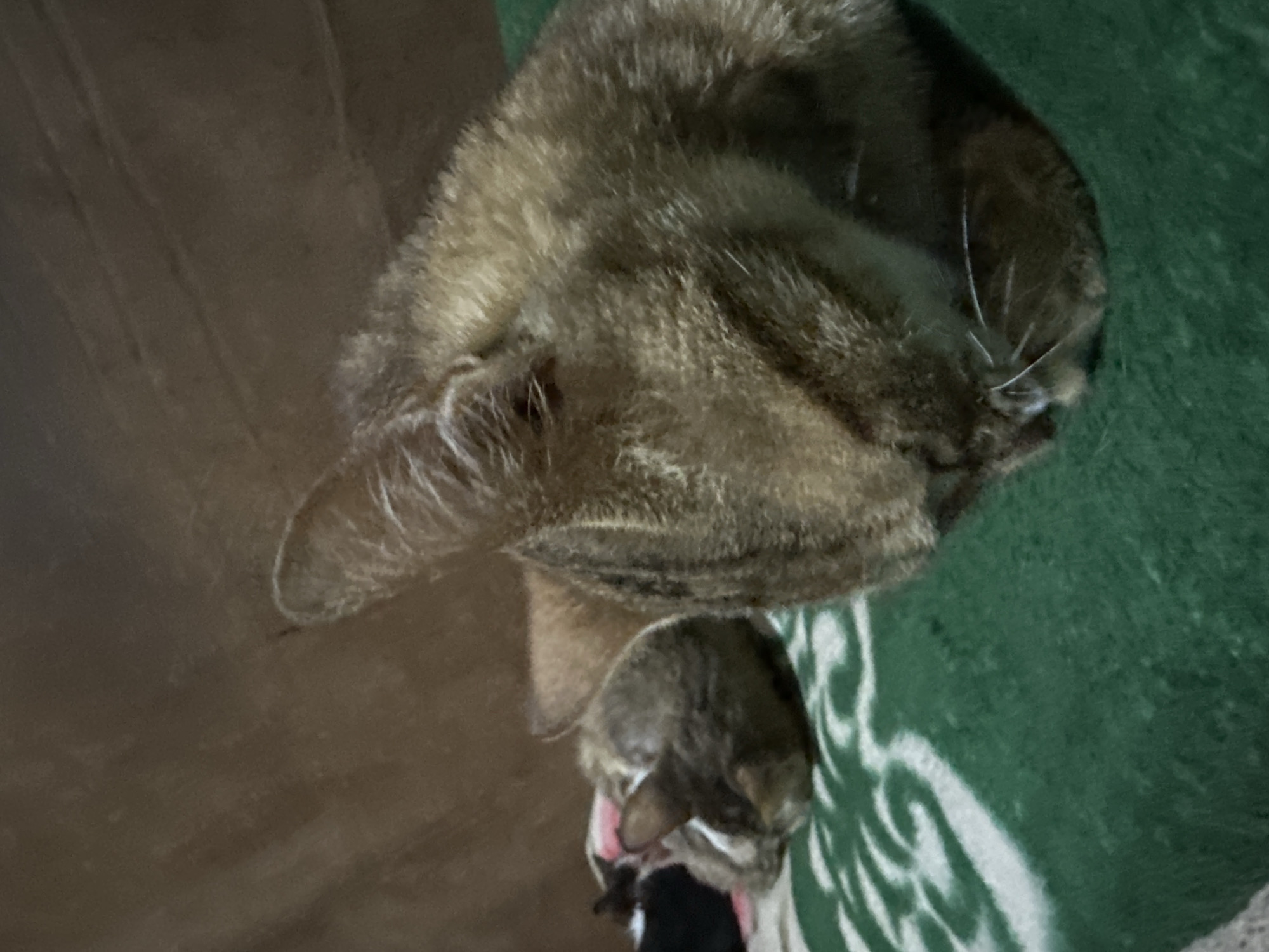 Two cats are sleeping on a green blanket. The cat in the foreground is a tabby cat, and its head is turned to the right. The cat in the background is also a tabby cat, and its head is turned to the left. Both cats are sleeping peacefully. The green blanket has a white pattern of swirls and lines. The background is a blurred brown surface, likely a piece of furniture. The image was taken in Jos, Nigeria, on November 10, 2022.