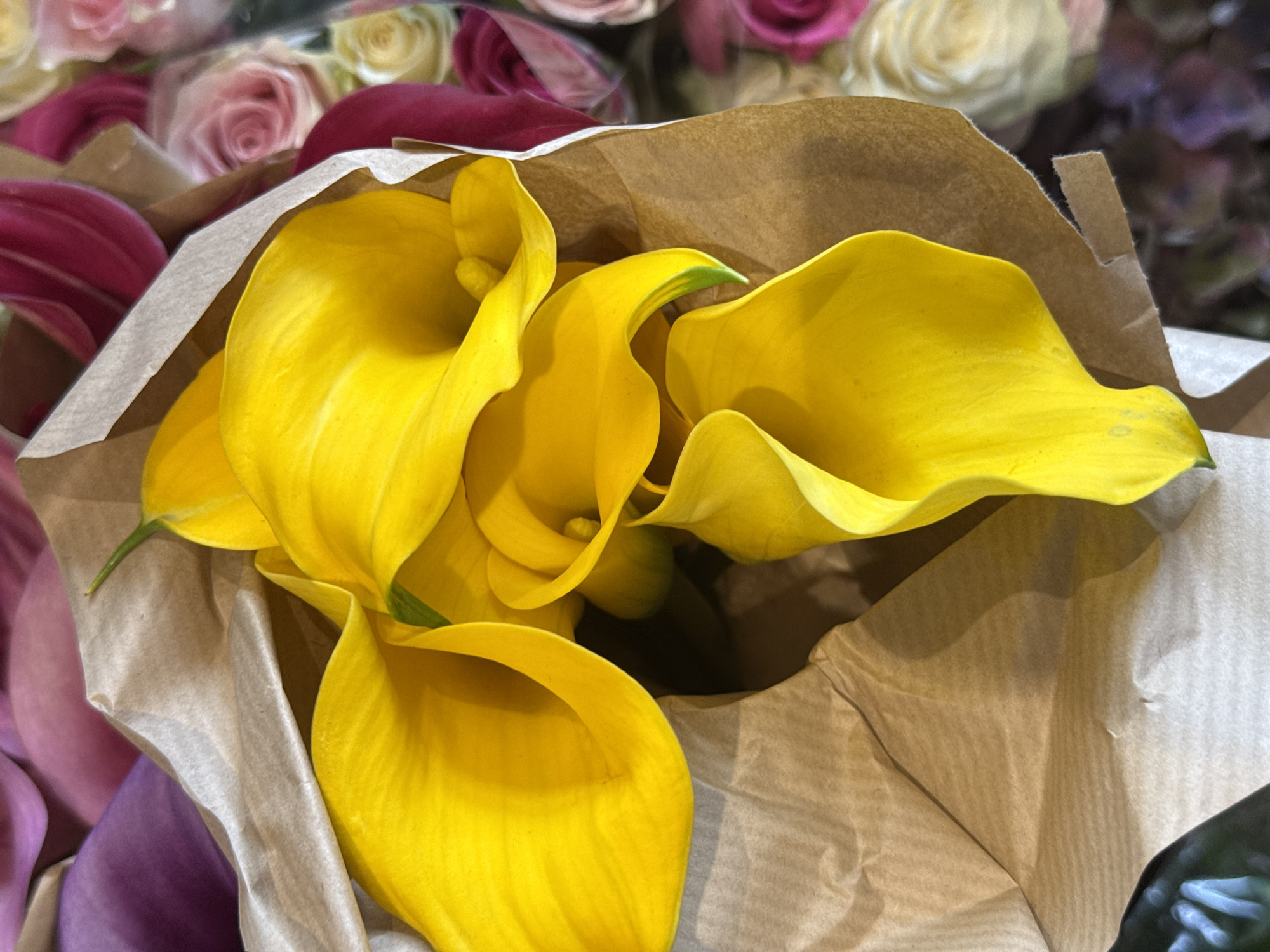 This close-up image features a bouquet of bright yellow calla lilies partially wrapped in brown kraft paper. The paper is open, revealing the striking blooms which dominate the foreground. The calla lilies have a smooth, waxy texture and their characteristic trumpet shape is evident. A few green stems are visible, adding a touch of contrast to the vibrant yellow petals.
In the background, a soft blur of other flowers can be seen, including roses in shades of pink, white, and possibly magenta. These flowers appear to be part of the same arrangement or a neighboring one. The overall impression is one of natural beauty and a celebration of color, suggesting a gift or a display at a flower shop. The lighting appears to be even, likely from indoor ambient light, casting soft shadows that enhance the forms of the calla lilies. There is no visible text in the image. The setting is likely a flower shop or a home where flowers are being arranged or displayed. The image evokes a feeling of freshness and joy.