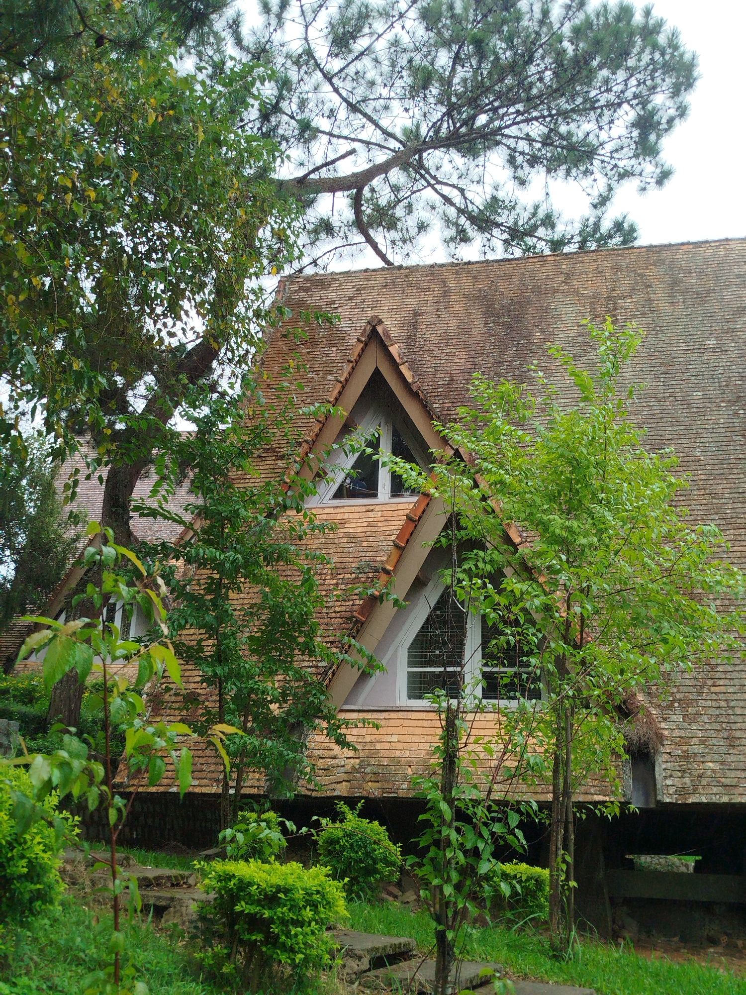 The image captures a portion of the roof of a building with a distinctive multi-gabled design, covered in weathered terracotta tiles. Two triangular dormer windows are visible on the roof, each with white frames and panes of glass. These windows are set into sections of the roof that appear to be made of a lighter colored material, possibly wood or painted plaster.
The building is partially obscured by lush green foliage, including trees and bushes. A large pine tree with its branches extending over the roof dominates the upper left portion of the image. Other trees with smaller leaves are positioned in front of the building, with some branches reaching up towards the roof. The foreground shows more greenery, including a small tree with slender branches and vibrant green leaves, and a low, neatly trimmed bush. Stone steps or paving stones are visible in the lower left, interspersed with grass and ground cover.
The overall impression is of a house or structure nestled within a natural, somewhat overgrown environment, suggesting a rural or semi-rural setting. The architectural style and the surrounding vegetation are characteristic of some of the older villas and colonial-era buildings found in Da Lat, Vietnam, a city known for its French colonial architecture and cool climate, which supports extensive pine forests and gardens. The image appears to be taken during daylight hours, with overcast or diffused lighting. No people are visible in the frame.