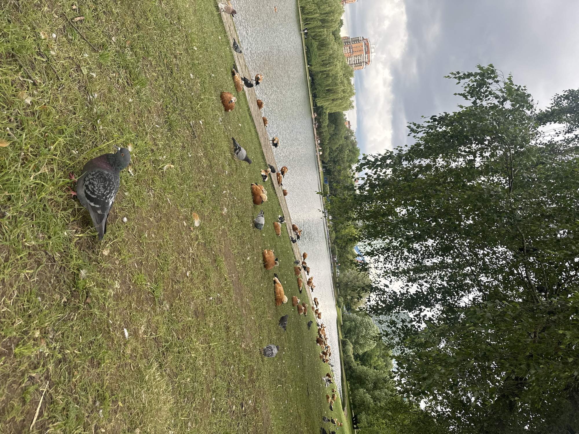 The image shows a park scene by a body of water, likely a lake or pond. The foreground is dominated by a grassy area with several pigeons and ducks scattered across it. A prominent pigeon with gray and black plumage is walking on the grass on the left side of the frame. Many ducks, mostly brown and white, are also present, some appearing to be feeding or resting near the water's edge.
The water stretches across the middle ground of the image, with a paved walkway bordering it. On the far side of the water, a line of lush green trees forms a backdrop. Beyond the trees, a tall, brick building with multiple windows is visible, suggesting an urban or suburban park setting. The sky is overcast with dramatic, dark clouds, indicating a cloudy or possibly stormy day. The lighting suggests it might be late afternoon or early evening. There is no visible text in the image. The overall atmosphere appears peaceful, with the birds enjoying the park environment.