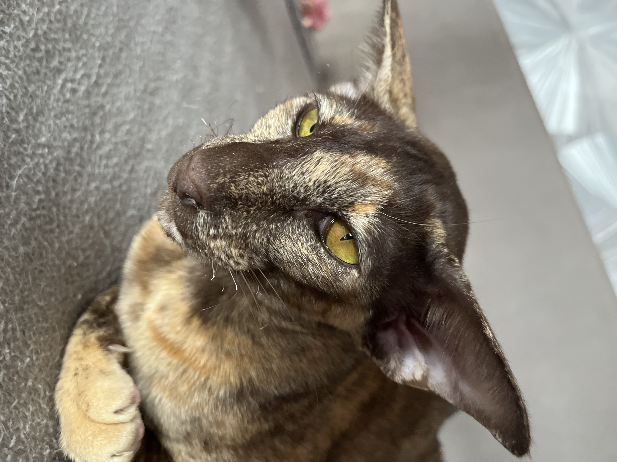 An adult Siamese cat with tortie-tabby coloring and bright yellow eyes is lying down on a gray, textured surface. The cat's fur is a mix of brown, black, and tan patches, with prominent tabby stripes on its face and ears. Its large, pointed ears are characteristic of the breed, and its gaze is directed slightly to the left. The background is blurred, showing a light-colored, possibly metallic or reflective surface in the upper left corner, and a hint of pink on the left side. There are no humans or other animals visible in the image. The scene appears to be indoors. There is no information in the image that allows for determination of its location in Chaikovsky, Russia.