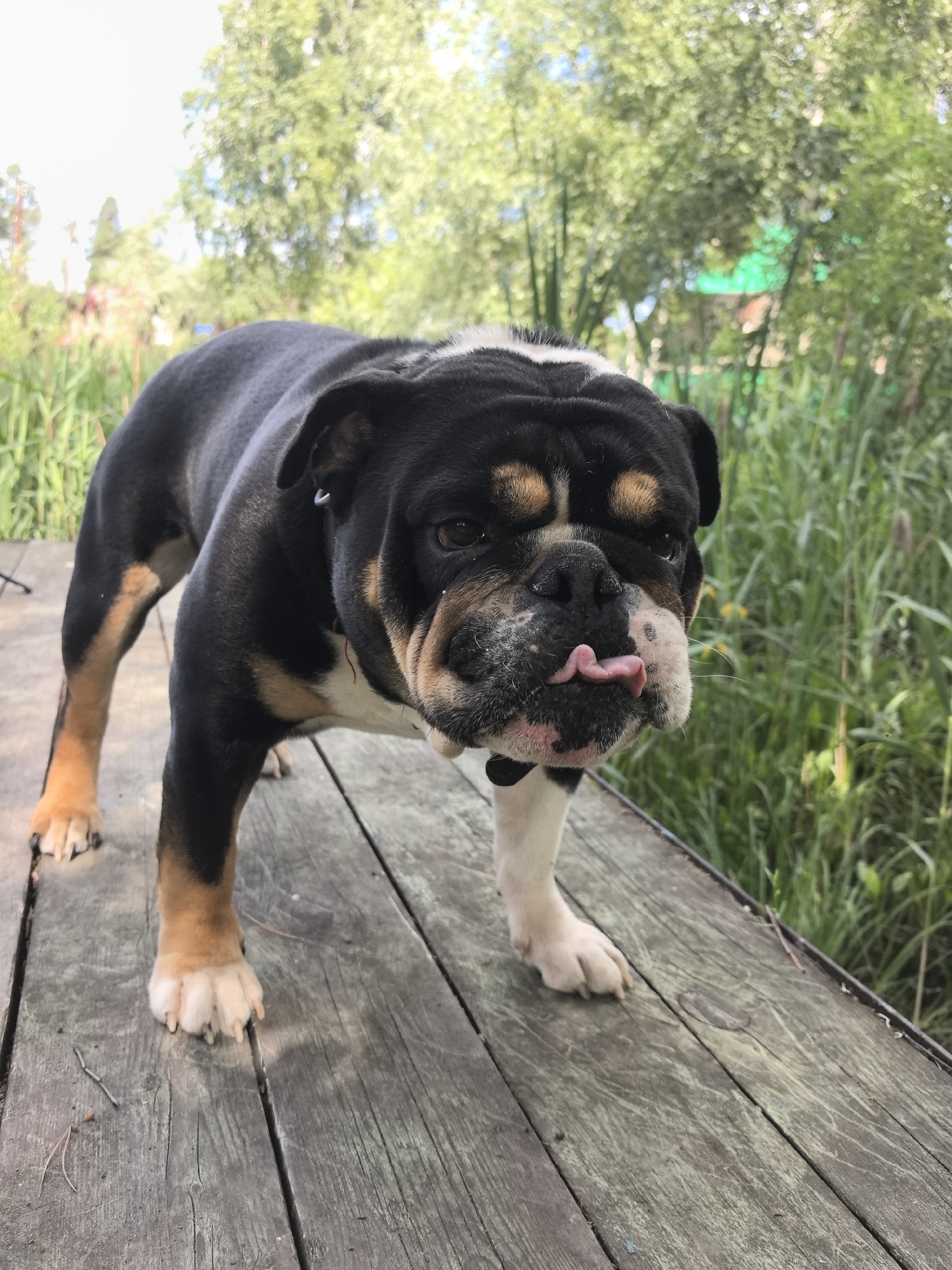 A tri-color bulldog with black, tan, and white markings is standing on a weathered wooden dock. The dog's tongue is sticking out to the right, partially obscuring its mouth. The dog is facing slightly to the left and appears to be looking at the camera. The background consists of tall green grass and trees, suggesting an outdoor, possibly rural or park-like setting. The lighting indicates it is daytime. There are no people visible in the image. The location is identified as Noviy, Russia.