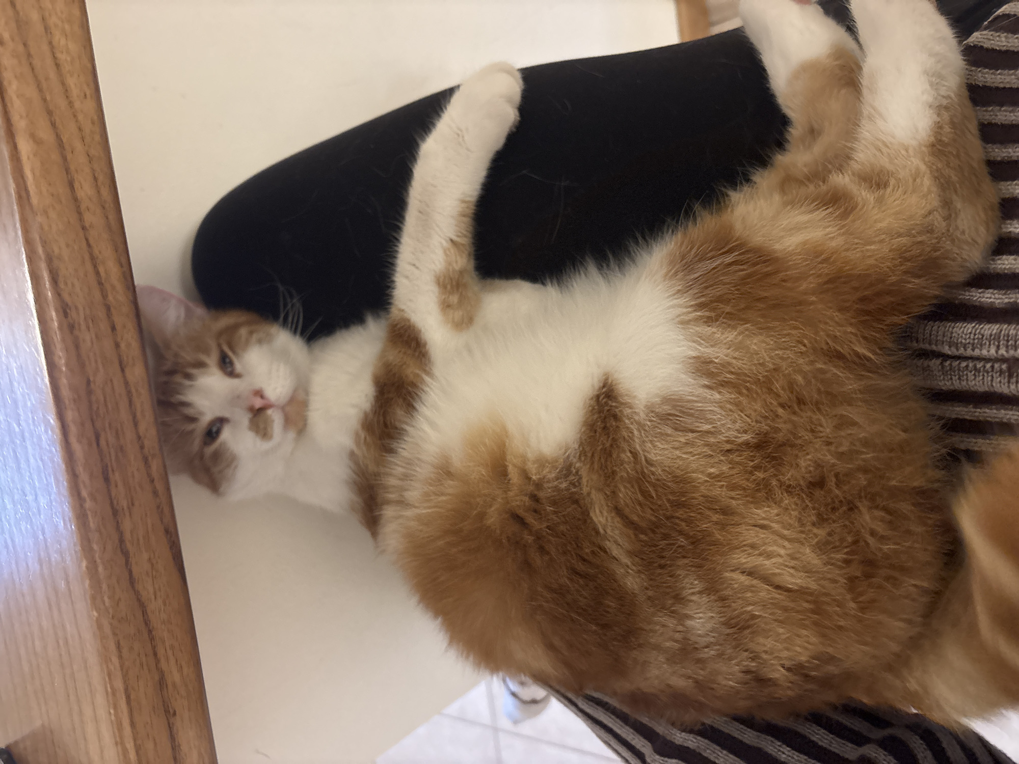 An orange and white cat lies upside down on a black padded surface, its legs extending upward. The cat's head rests near the edge of a white surface adjacent to a brown wooden table leg. The scene is indoors. The location of Trelew, Argentina, is not evident from the image.