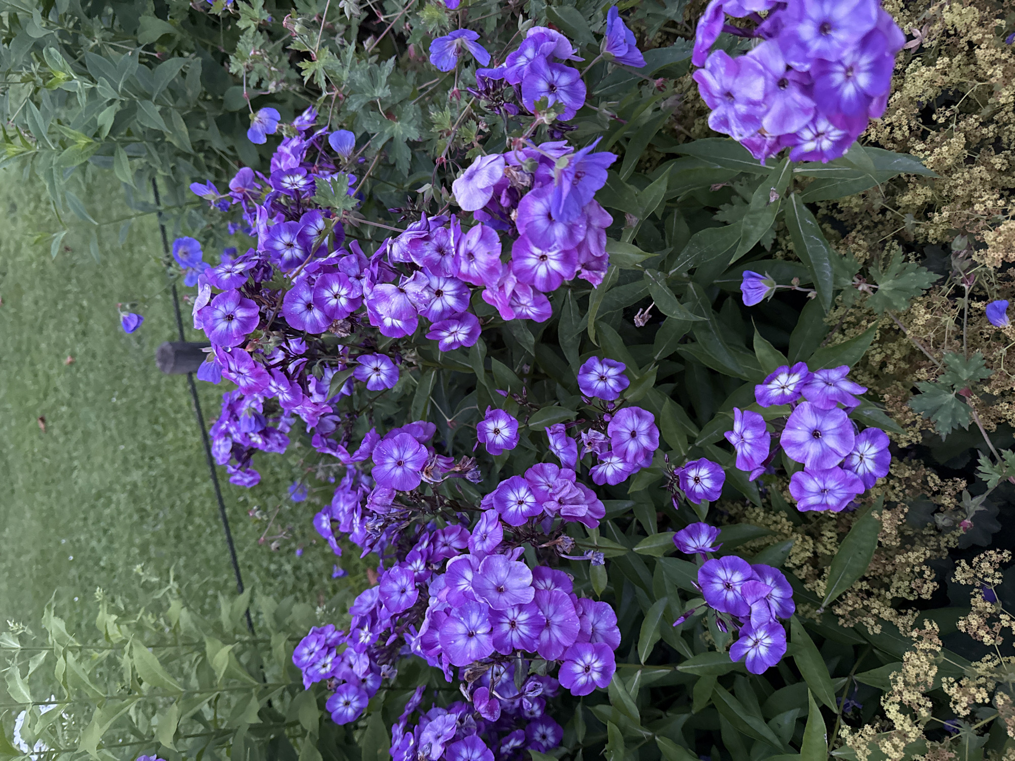 The image shows a close-up view of a cluster of purple phlox flowers in a garden setting. The flowers are in bloom, with many individual blossoms clustered together on green stems. The petals of the phlox are a vibrant purple, with some white accents in the center of each flower. The background is blurred, but appears to be a grassy area with some greenery and a wooden post. There are no people or animals visible in the image. The scene is one of natural beauty, with the focus on the delicate details of the flowers.