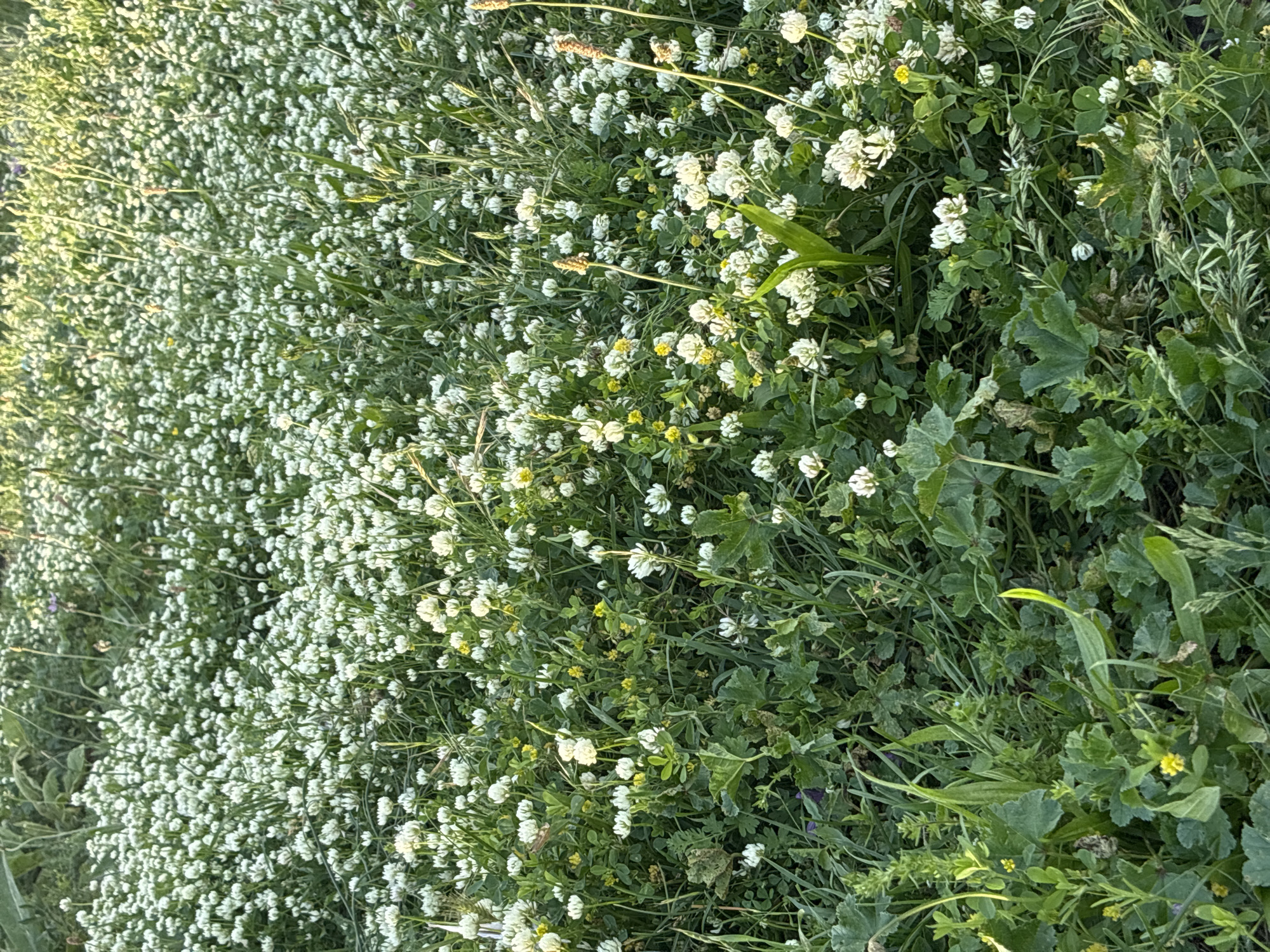 The image displays a dense field of natural vegetation in Klisura, Bulgaria, under soft, natural lighting. The predominant flora consists of a widespread growth of white clover (Trifolium repens), characterized by numerous small, white, globular flower heads covering the ground. Interspersed among the white clover are various green grasses and other herbaceous plants with broader leaves, along with scattered small clusters of bright yellow flowers. Several slender, upright plant stalks, some bearing indistinct seed heads, rise above the general canopy. The scene is devoid of any human presence, animal life, or man-made objects, presenting an uncultivated natural landscape.
