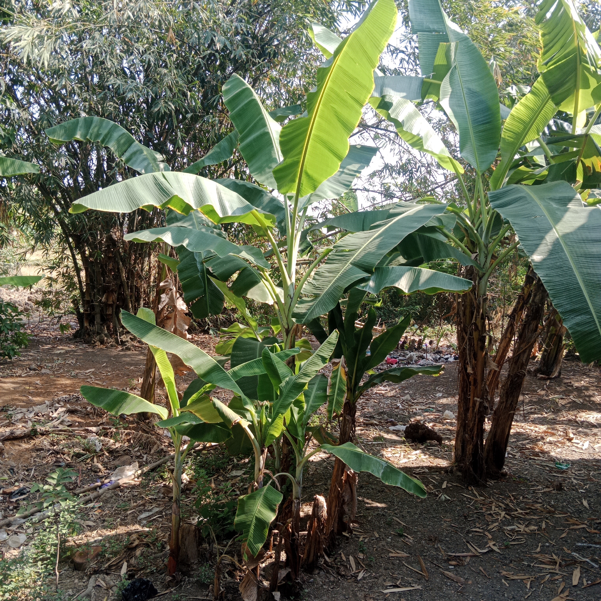 A group of banana trees with large, green leaves are the primary subjects in this outdoor scene. The trees are in various stages of growth, with some showing thicker, more mature trunks. The ground is covered in dry leaves, twigs, and some scattered debris, including plastic waste, suggesting a somewhat unkempt environment. In the background, a dense cluster of bamboo stalks rises, their slender, dark brown stems contrasting with the vibrant green of the banana leaves. The lighting suggests it is daytime, with sunlight filtering through the foliage, casting shadows on the ground. The overall impression is of a natural, somewhat overgrown area, possibly a backyard or a less-maintained part of a property in Tegowanu Kulon, Indonesia. There are no people visible in the image.