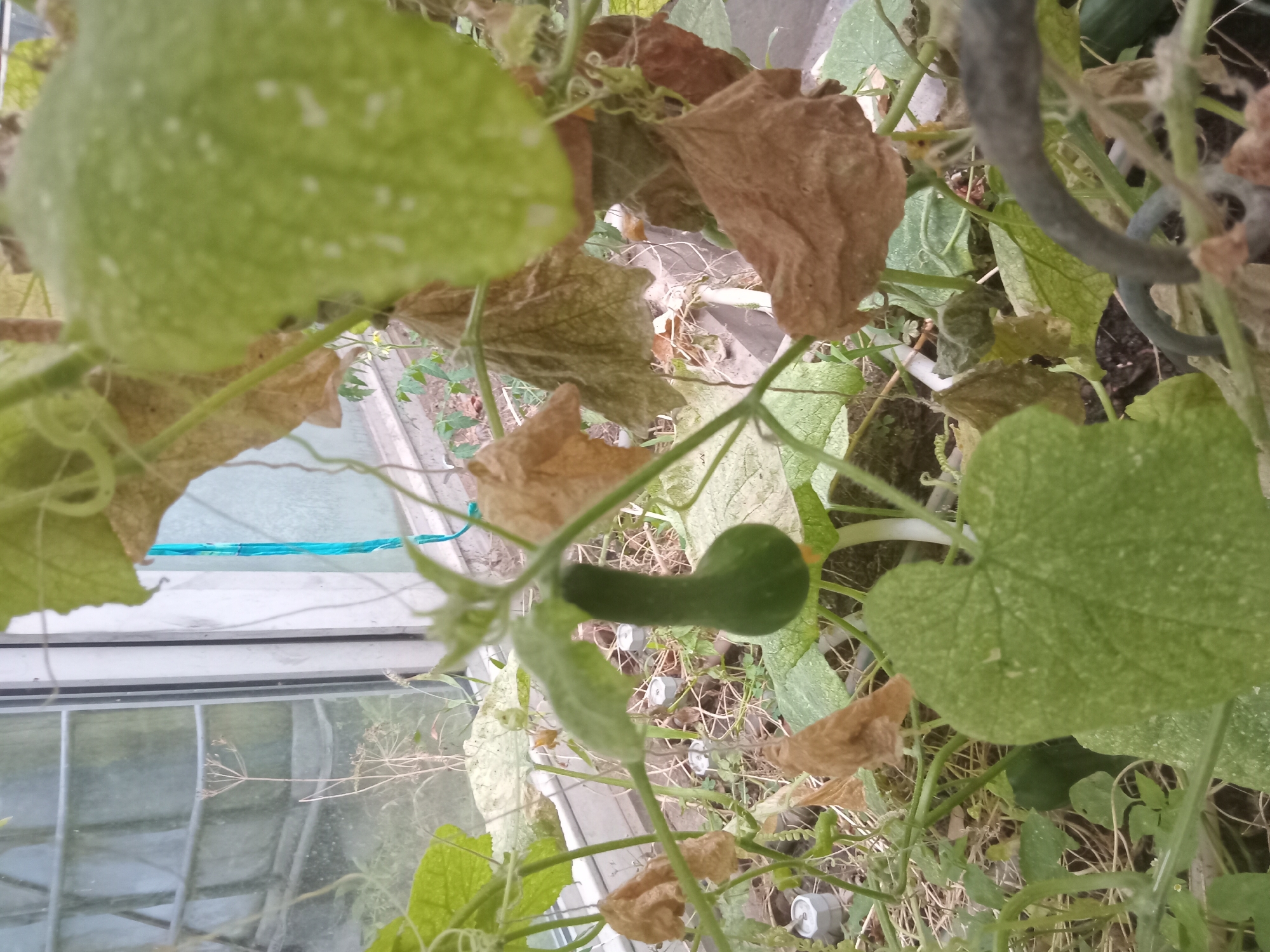 This is a close-up, eye-level, outdoor photograph of a green squash growing on a vine in what appears to be a greenhouse or garden setting. The squash is elongated with a curved neck and a rounded bottom, and is hanging downwards. It is a bright green color and is speckled with small white spots. Several large, green leaves are visible on the vine, some of which are mottled with white specks, similar to the squash. Other leaves are brown and appear dried or decaying, indicating potential disease or natural aging. The vine itself is thin and green, with tendrils. In the background, a glass window with metal framing and a blue string are visible, suggesting an indoor controlled environment. Some dry, light-colored plant debris is scattered on the ground beneath the plant. The image does not depict any people or animals. The location is identified as Weißenthurm, Germany, likely within a private garden or allotment.