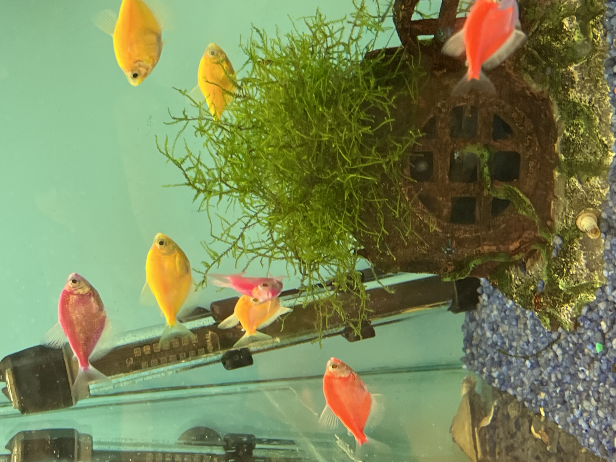 The image shows a freshwater aquarium with several brightly colored Glofish. There are at least three pink, four yellow, and one orange fish swimming in the tank. The fish are of various sizes and are swimming in different directions. A small, green, moss-like plant grows in the center of the tank, attached to a decorative brown structure that resembles a small house. The bottom of the aquarium is covered with blue gravel. In the background, a black object, likely a heater or filter, is partially visible. The water is clear, and the lighting suggests an indoor setting. The image is a close-up view of the aquarium. The location of this aquarium in Constanța, Romania, is unknown as there are no contextual clues within the image to indicate this.