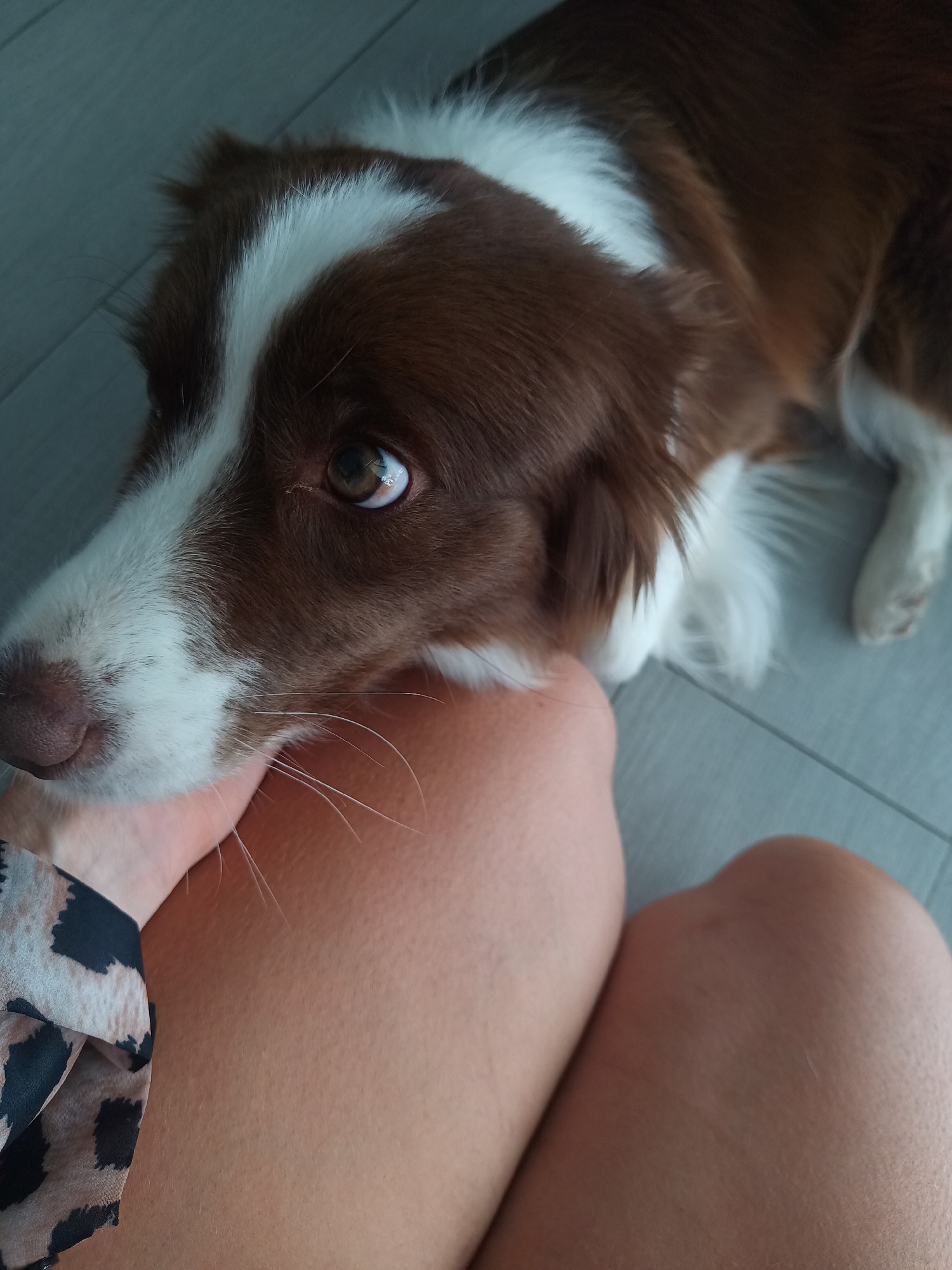 A brown and white Border Collie dog lies indoors, resting its head on a person's hand and leg. The person is wearing a patterned shirt. The floor is tiled with light grey tiles. The location is not specified in the image; thus, it is not possible to provide its location in Baan Hin Kong, Thailand.
