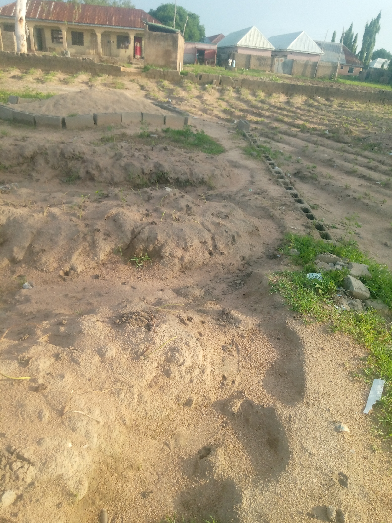 The image depicts an outdoor scene in Jauro Yinu, Nigeria. In the background, several residential buildings are visible. One building has a corrugated metal roof and a light-colored facade. Adjacent to it, other structures with peaked roofs are present. The foreground and middle ground are dominated by an uncultivated plot of land, characterized by sandy soil and uneven terrain. There are signs of recent construction or land preparation, including a low wall made of concrete blocks and a pile of sand. A series of square indentations or openings, possibly part of a drainage system or foundation, are visible in a diagonal line across the sandy area. Patches of sparse green vegetation are scattered throughout the scene, growing among the sand and around some rocks. The lighting suggests it is daytime, with shadows indicating a moderate level of sunlight.