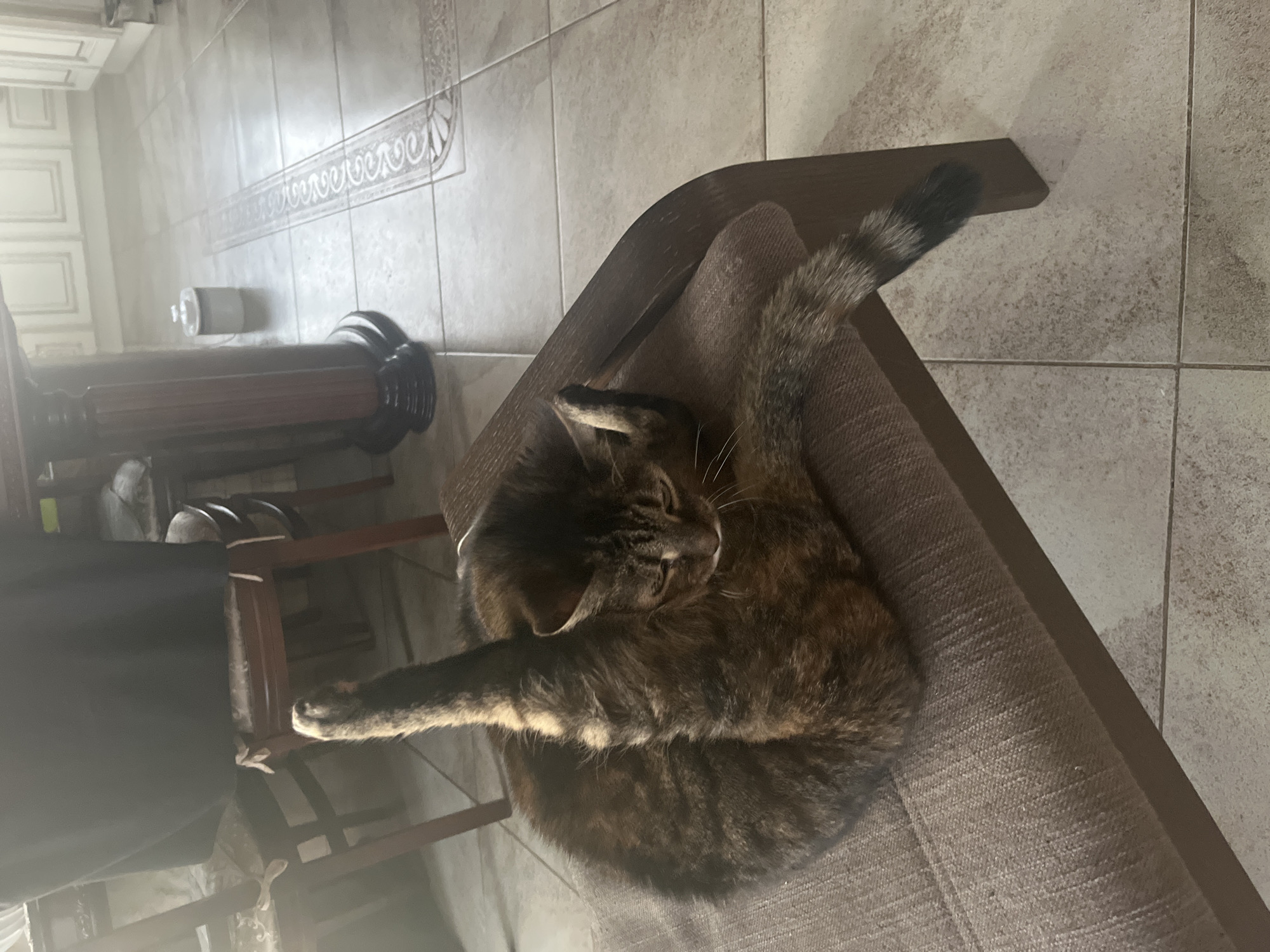 A tortoiseshell cat is sitting on a brown upholstered chair in a room with tiled flooring. The cat is curled up with its tail extended vertically upwards, and one hind leg is raised. The background shows wooden furniture, including chairs and a table, as well as kitchen cabinets. The flooring is light-colored tile with a decorative border. The scene appears to be indoors, in a residential setting. There is no indication of the city of Vladimirovka, Russia.