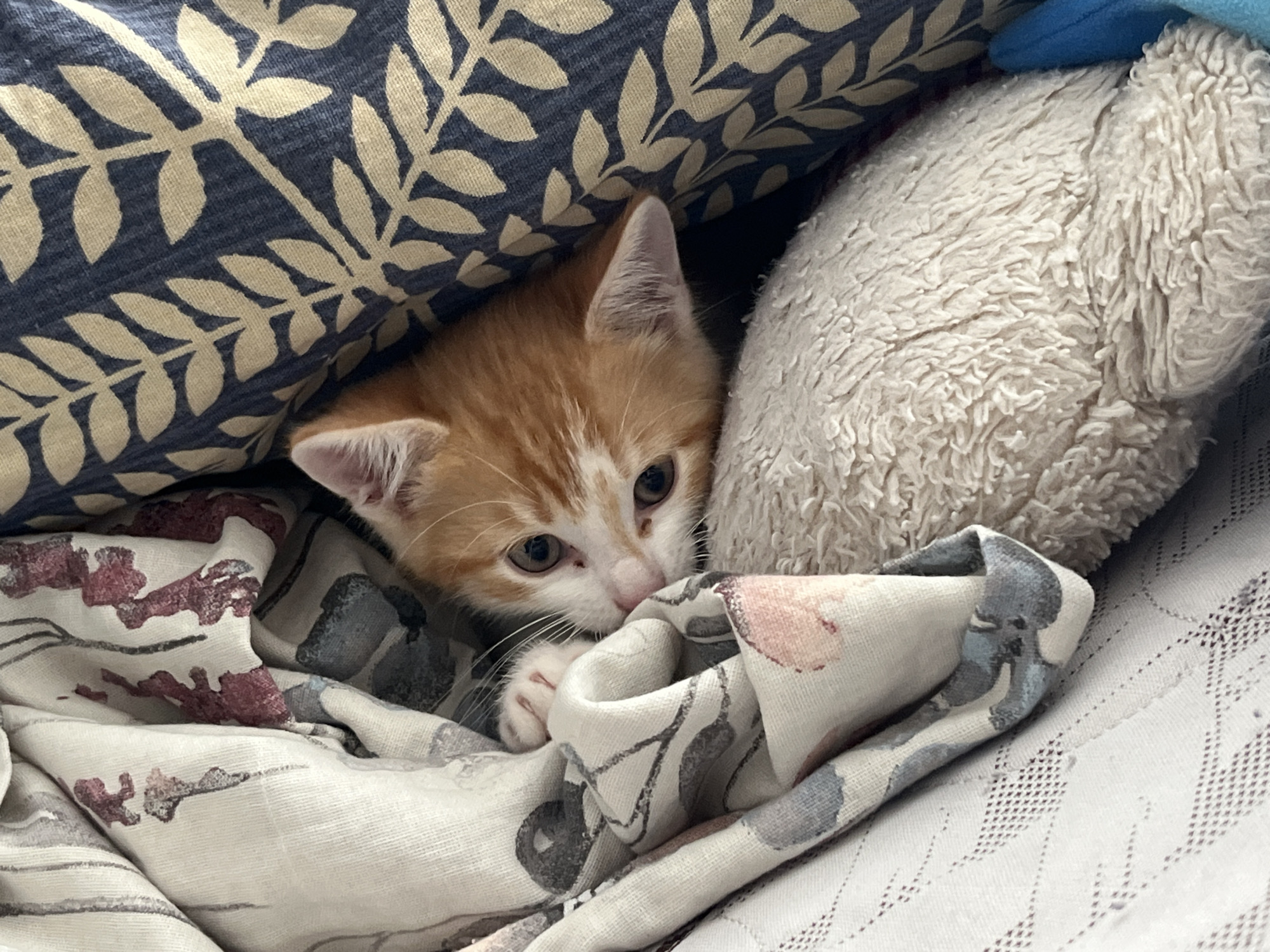A close-up, eye-level shot shows an orange and white kitten peeking out from a pile of blankets and pillows. The kitten's head is angled towards the camera, with its wide, brown eyes looking directly ahead. Its ears are perked, and its pink nose is visible. The kitten is partially obscured by a folded beige blanket with a dark floral pattern, and a fluffy white textured object is positioned behind it. A dark blue pillow with a lighter tan leaf pattern is visible in the background on the right side of the frame. The setting appears to be indoors, likely a domestic environment. There is no indication of the location being in Svietlahorsk, Belarus.