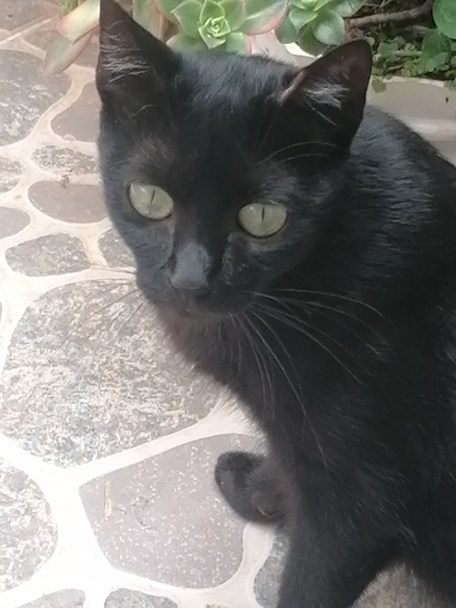 A close-up shows a black cat with green eyes, with a succulent plant in the background and a patterned tile floor beneath. The cat is the main subject, partially visible from the chest up, looking slightly left of the frame. The succulents are in a planter behind the cat. The location is Da Lat, Vietnam.