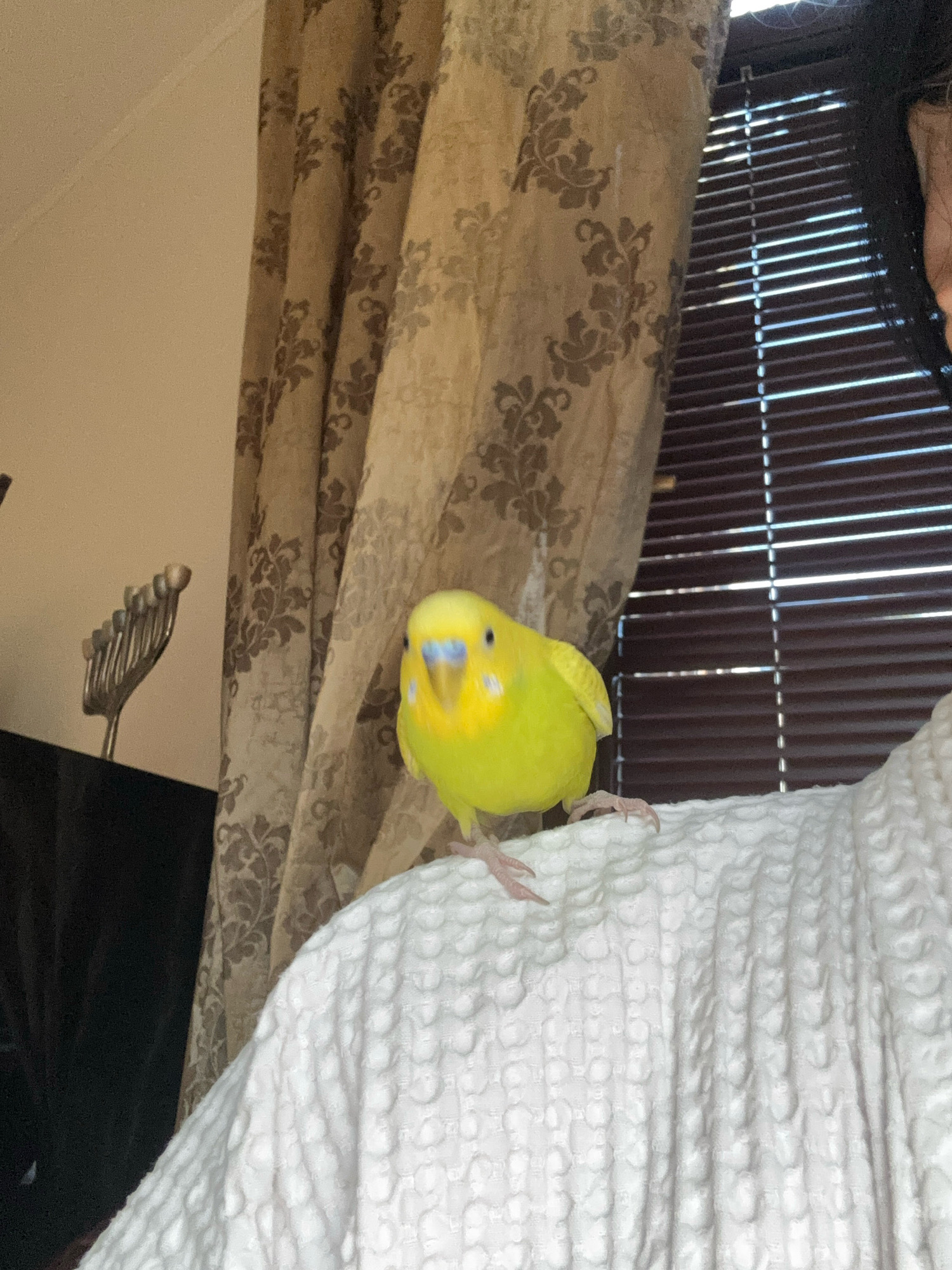 A bright yellow budgie is perched on the shoulder of a person wearing a white, textured robe. The budgie is facing the camera with its feet gripping the fabric. In the background, patterned curtains hang to the left, and horizontal blinds are visible to the right. A metallic object resembling a menorah is partially visible on a dark surface to the left, against a light-colored wall. The lighting suggests it is daytime, with light filtering through the blinds. There is no indication of the image being taken in Новоархангельское, Russia.