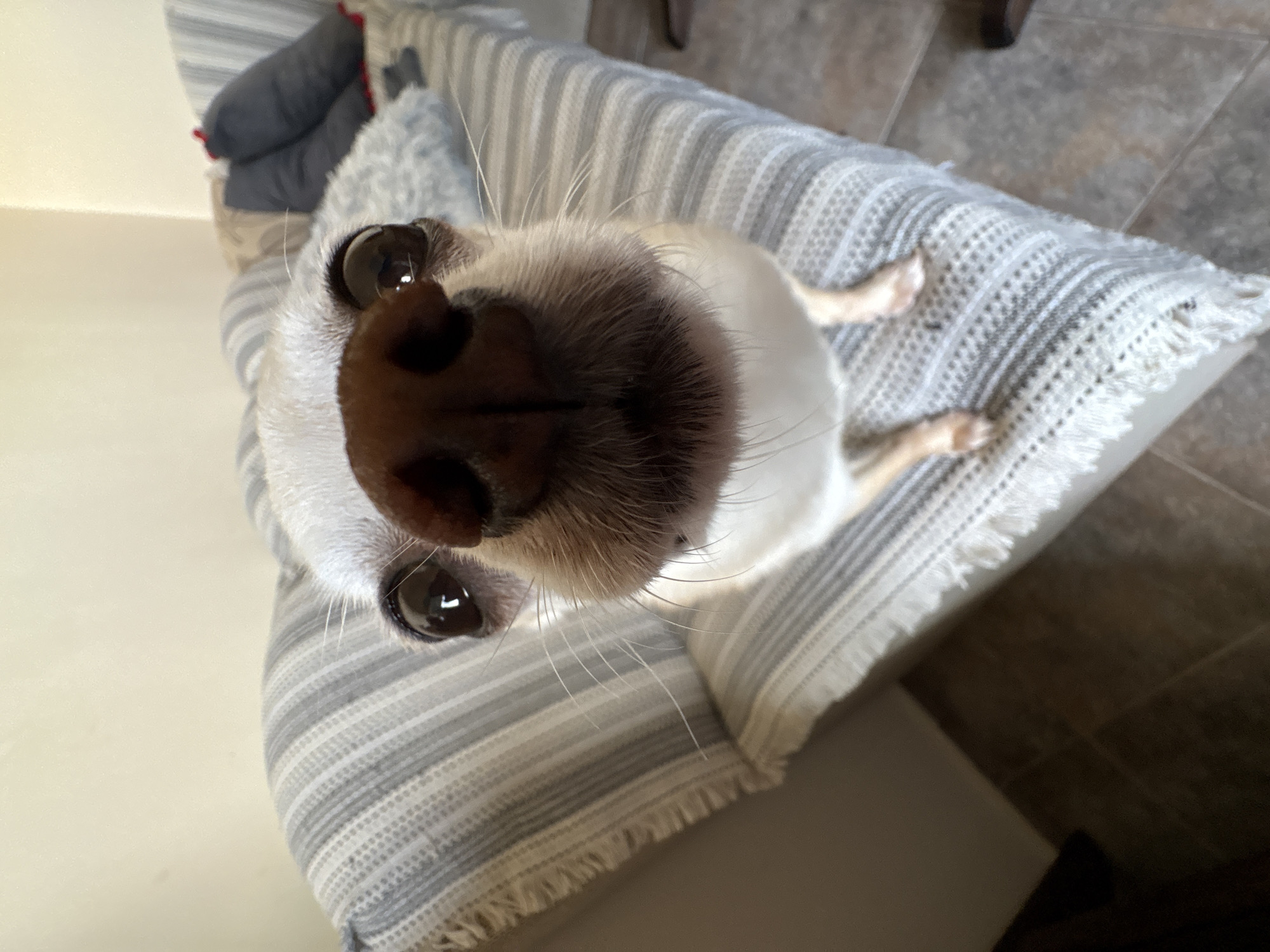 A close-up, wide-angle shot shows a dog's face filling the foreground, positioned on a couch. The dog, likely a Chihuahua based on its size and features, has large, dark eyes and a prominent brown nose. Its fur is light-colored around its face and snout, with darker fur visible on its nose. The dog is looking directly at the camera.
The couch is covered with a grey and white striped throw blanket that has a fringed edge. Behind the dog, on the couch, are two dark-colored pillows and another lighter-colored pillow. The background consists of a plain, light-colored wall and a tiled floor. The lighting suggests an indoor setting, possibly a living room. The image does not depict any specific landmarks or elements that would allow for identification of the location within Vratsa, Bulgaria.