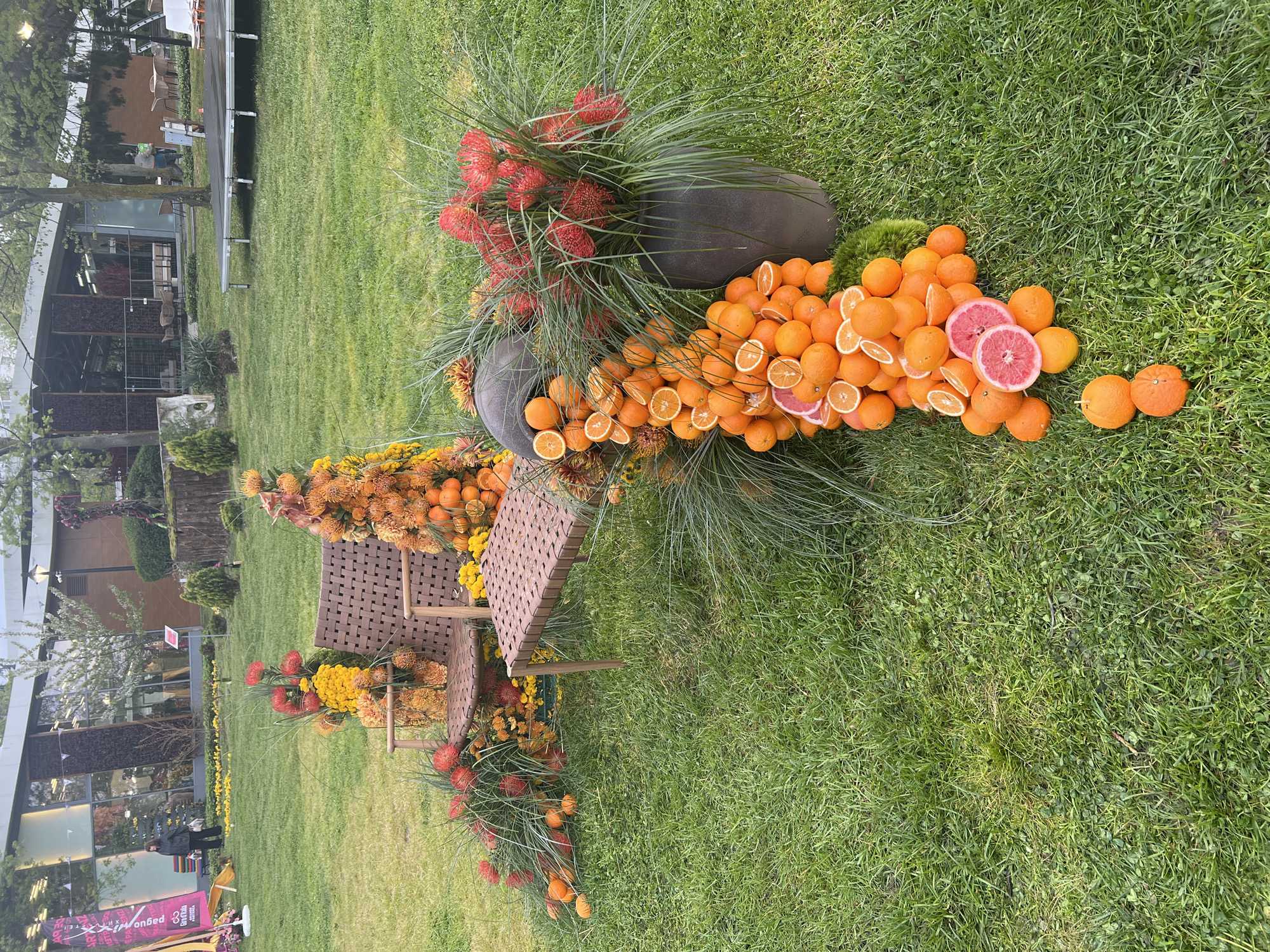 This image captures an vibrant outdoor decorative display set on a lush green lawn in Burgas, Bulgaria. The central focus is an elaborate arrangement of flowers and citrus fruits.
The display features several clusters of red, spiky flowers (resembling pincushion protea) and yellow-orange spherical flowers, interspersed with long, thin green ornamental grass. These floral arrangements emerge from large, dark gray, rounded planters or vases nestled in the grass. Abundant oranges, both whole and sliced, along with several sliced pink grapefruits, are arranged in flowing patterns on the grass, seemingly spilling from the planters and floral elements. A brown, woven chair and a complementary table-like structure are integrated into the display, also adorned with yellow and orange flowers.
The background reveals a well-maintained grassy area leading to several modern buildings with large windows and distinctive facades, suggesting a public space, exhibition grounds, or an urban park. Various trees, some with green leaves and others appearing sparser, are scattered throughout the scene. A raised platform or stage is also visible, along with some indistinct figures of people in the distance. One person in a dark jacket is more clearly visible near a building.
The scene suggests an outdoor art installation or festive decoration for an event, possibly a garden show or cultural festival. The time of day appears to be daytime, likely overcast, given the soft, diffused lighting and absence of harsh shadows. On a pink banner in the lower-left corner, partially visible text includes fragmented words like "pagu" and "ongad" (reversed), and potentially "35" and "festival."
