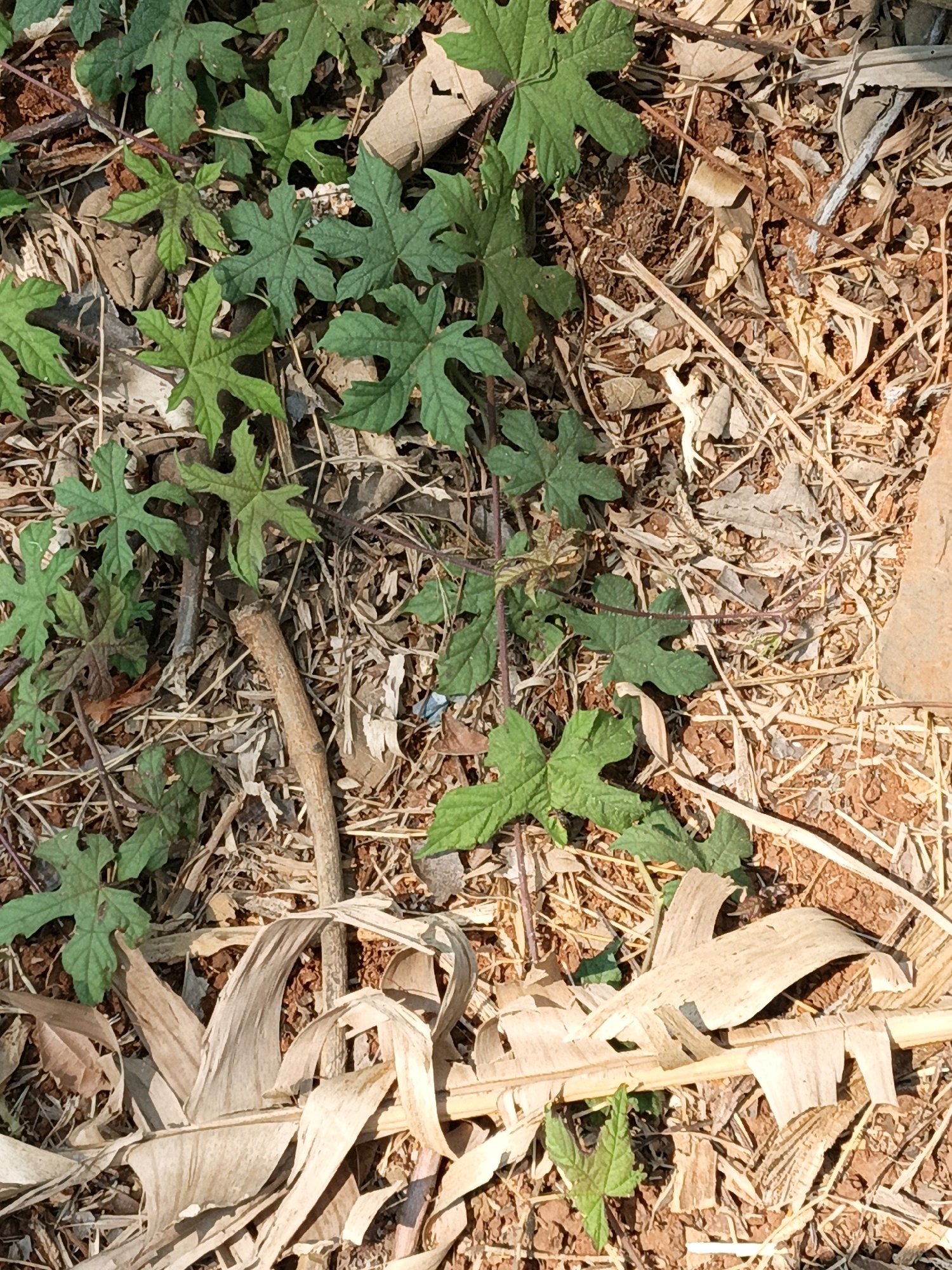 The image shows a patch of ground covered with dry leaves, twigs, and some green plants with palmate leaves. The soil is reddish-brown. There are no people or animals visible in the image. The scene appears to be an outdoor, natural environment, possibly in a garden or a natural area within the city of Kuwasen, Indonesia.