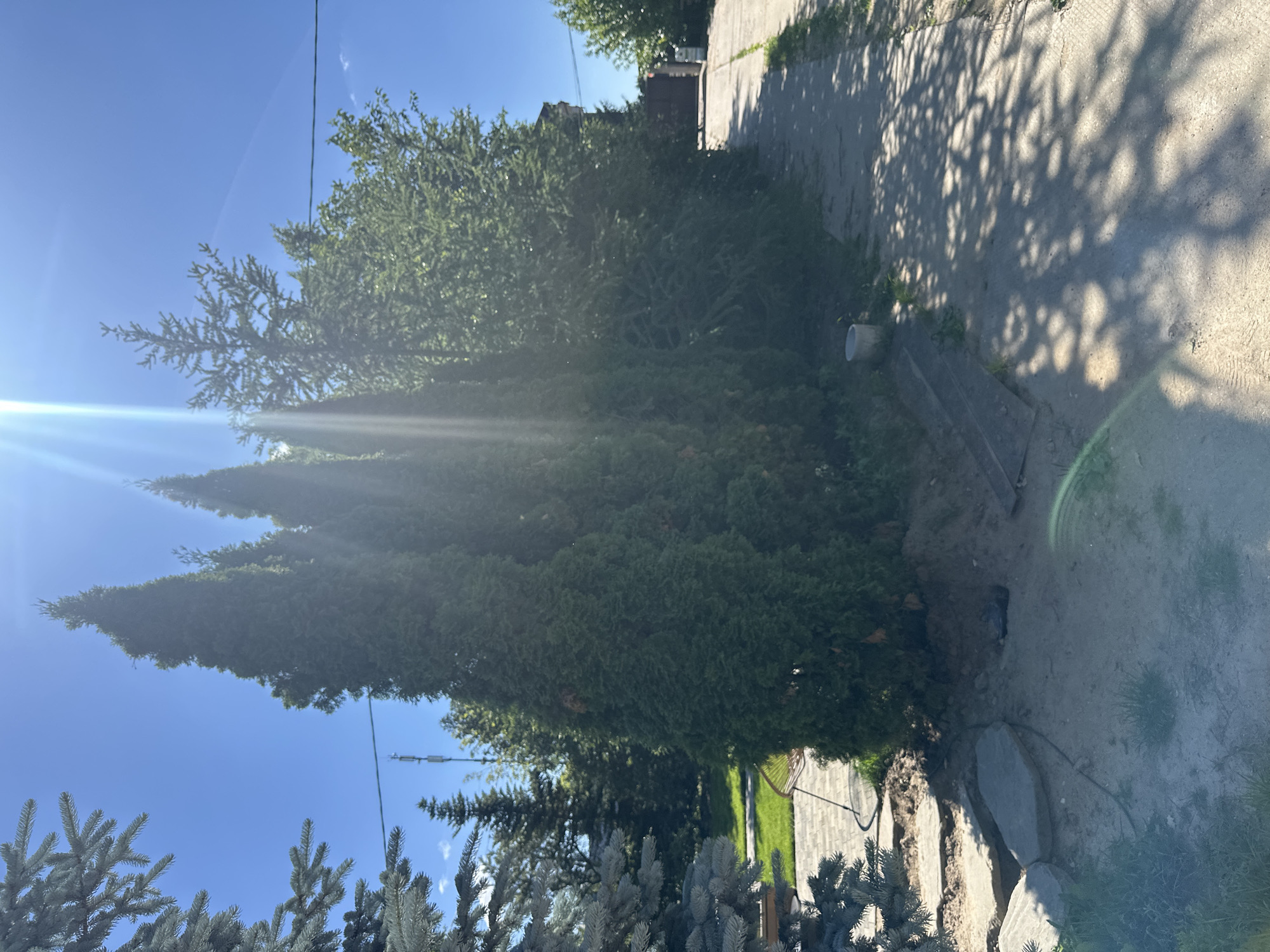 In Zakharovo, Russia, a bright, sunny day illuminates a residential yard. A line of tall, slender evergreen trees forms a natural barrier along a concrete pathway. The pathway curves gently to the right, leading towards a wooden gate in the distance. The ground adjacent to the pathway is covered in a mix of dirt and sparse grass, with some large, flat stones placed near the base of the trees. One of the stones appears to be part of a landscaping feature. Sunlight streams down from a clear blue sky, casting dappled shadows from the trees onto the pathway. A cell tower is visible in the background, rising above the trees. The scene conveys a sense of suburban tranquility and outdoor domesticity.