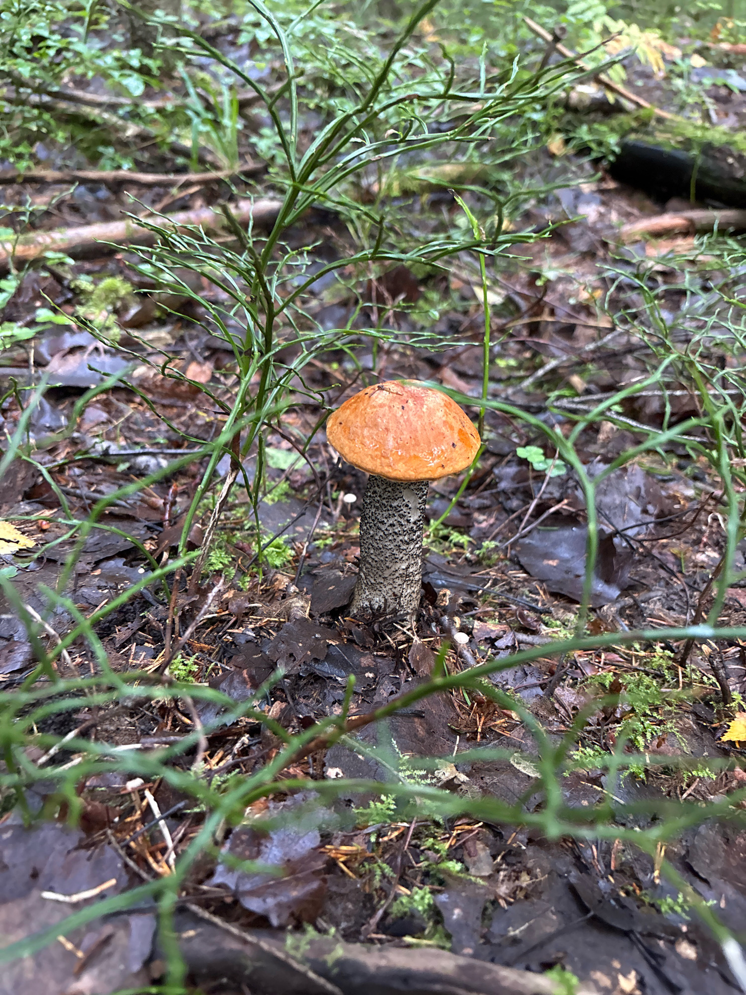 In a forest environment, a single mushroom with an orange cap and a textured grey stem stands prominently on the forest floor. The ground is covered with fallen leaves, pine needles, and moss, indicating a natural, wooded area. The surrounding vegetation consists of thin, green, wiry branches and some broader green leaves, suggesting a temperate forest habitat. The lighting indicates an overcast or shaded condition, typical of a forest canopy. The scene depicts a naturalistic view of a mushroom growing in its native environment. The specific location is Uglovo Massiv, Russia.