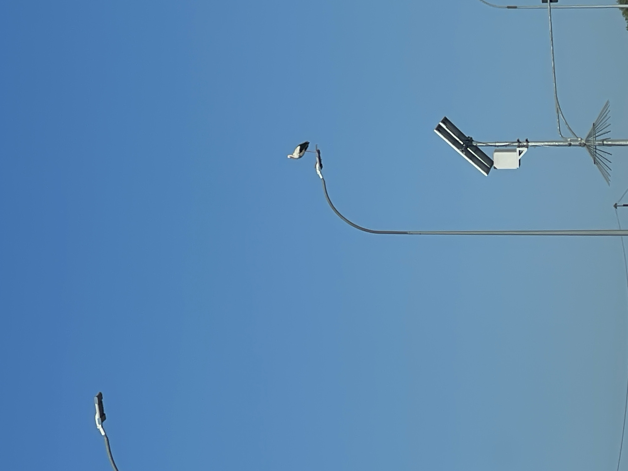 A white stork with black wing markings stands perched on a street lamp against a clear blue sky. The street lamp is a modern, curved design. In the lower right quadrant of the image, another street lamp is visible, equipped with a solar panel and a small white box. The background is a uniform expanse of blue sky, suggesting an outdoor environment with clear weather. The specific location is identified as Volytsya, Ukraine.