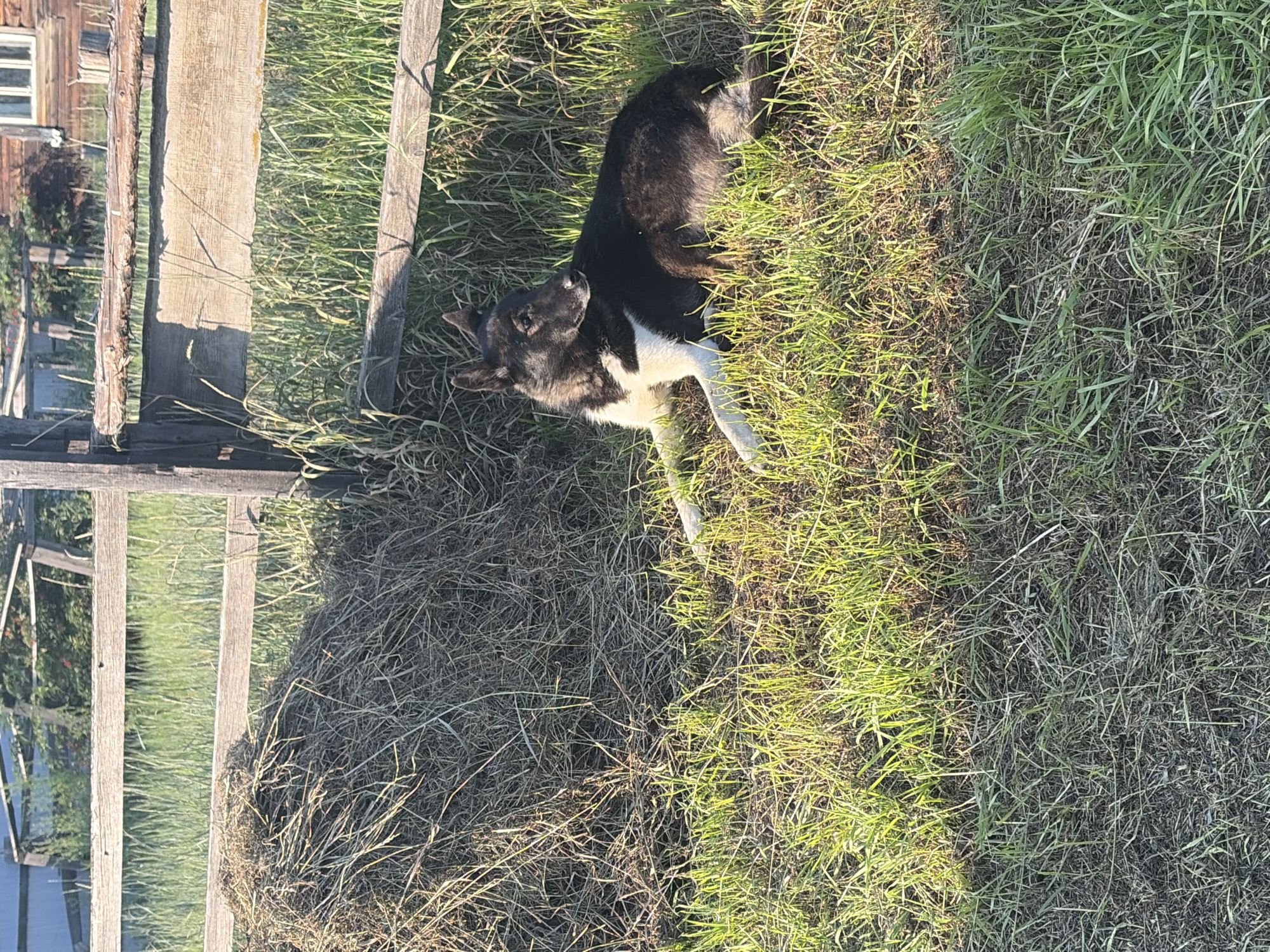 A black and white dog lies on a patch of green grass in front of a rustic wooden fence. To the left of the dog, a large pile of hay is visible, partially obscuring the fence. The fence is made of weathered wooden planks and posts. In the background, beyond the fence, there is more greenery and a hint of a wooden structure, possibly a building. The lighting suggests it is daytime, with sunlight casting shadows on the grass and hay. This scene appears to be in a rural or semi-rural setting, consistent with the general environment of Мяндиги, Russia.