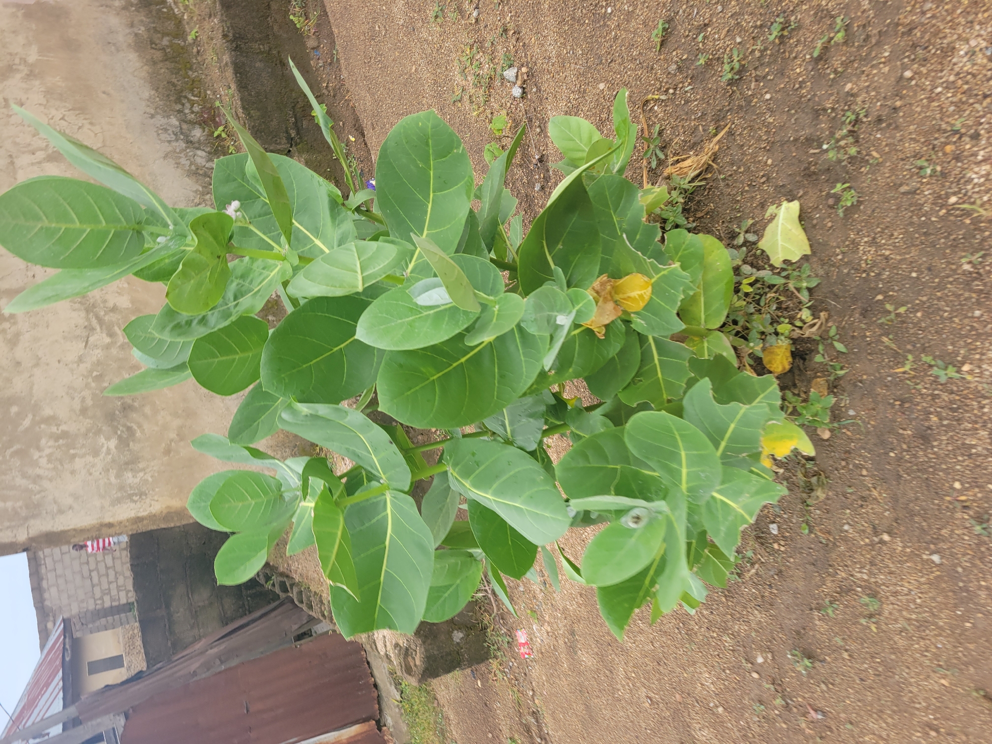 The image depicts a large, leafy green plant growing outdoors in what appears to be a semi-urban environment in Madalla, Nigeria. The plant has broad, ovate leaves with prominent veins and some yellowing or browning on older leaves. The foreground shows dry, sandy soil with scattered small stones and some sparse green vegetation.
In the background, a rough, textured wall is visible, possibly part of a building. To the left of the plant, there is a corrugated metal structure, possibly a fence or the side of a shed. Further in the background, a low concrete wall separates areas, and beyond that, a building with a red-tiled roof is partially visible. A person wearing a red and white striped shirt can be seen standing near this building, looking towards the left. The sky is overcast, suggesting a cloudy day. The overall scene conveys a sense of an outdoor setting, likely a residential area, with the dominant subject being the flourishing green plant.