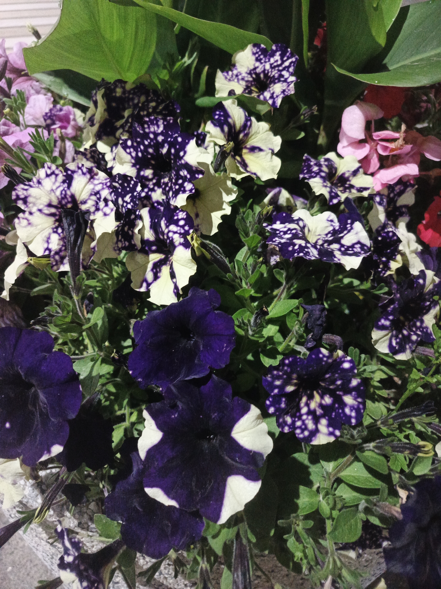 This is a close-up, eye-level, outdoor shot of a planter filled with various petunias. The flowers are predominantly dark purple and white with purple speckles, but some are solid dark purple, and there are hints of pink and red flowers in the background. The petunias are lush and blooming, with green foliage visible throughout. The planter itself appears to be made of a textured gray material, possibly concrete or stone. The lighting suggests it might be late afternoon or early evening, with shadows casting across some of the flowers. The image is in focus, showcasing the intricate patterns and vibrant colors of the petunias. The location is described as Unknown, Unknown.