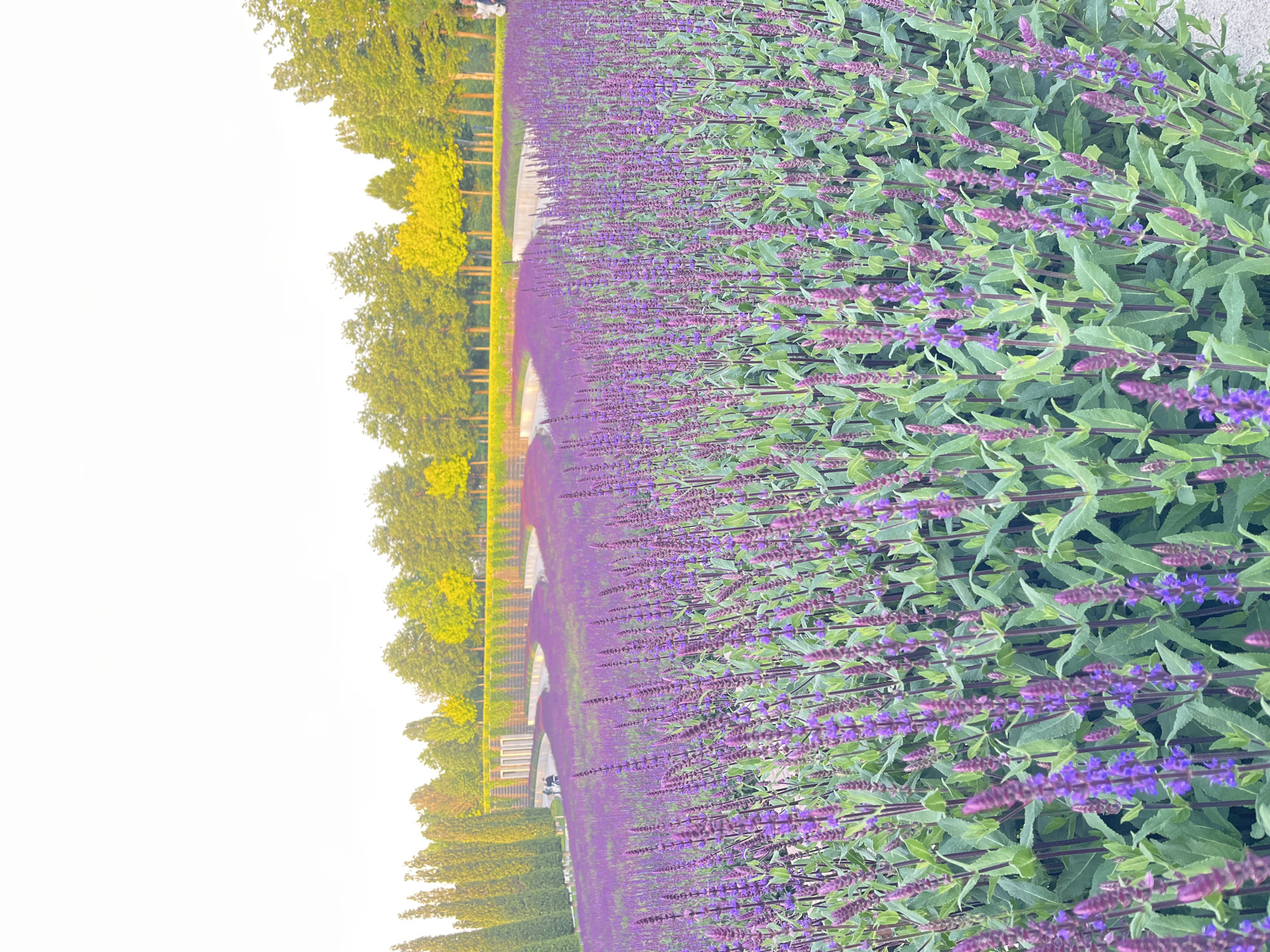 The image depicts a garden in Krasnodar, Russia. A large field of blooming purple salvia flowers stretches into the distance, with a pathway visible between sections of the flower beds. In the background, there are rows of trees and hedges bordering the pathway. The sky is bright and overcast.
