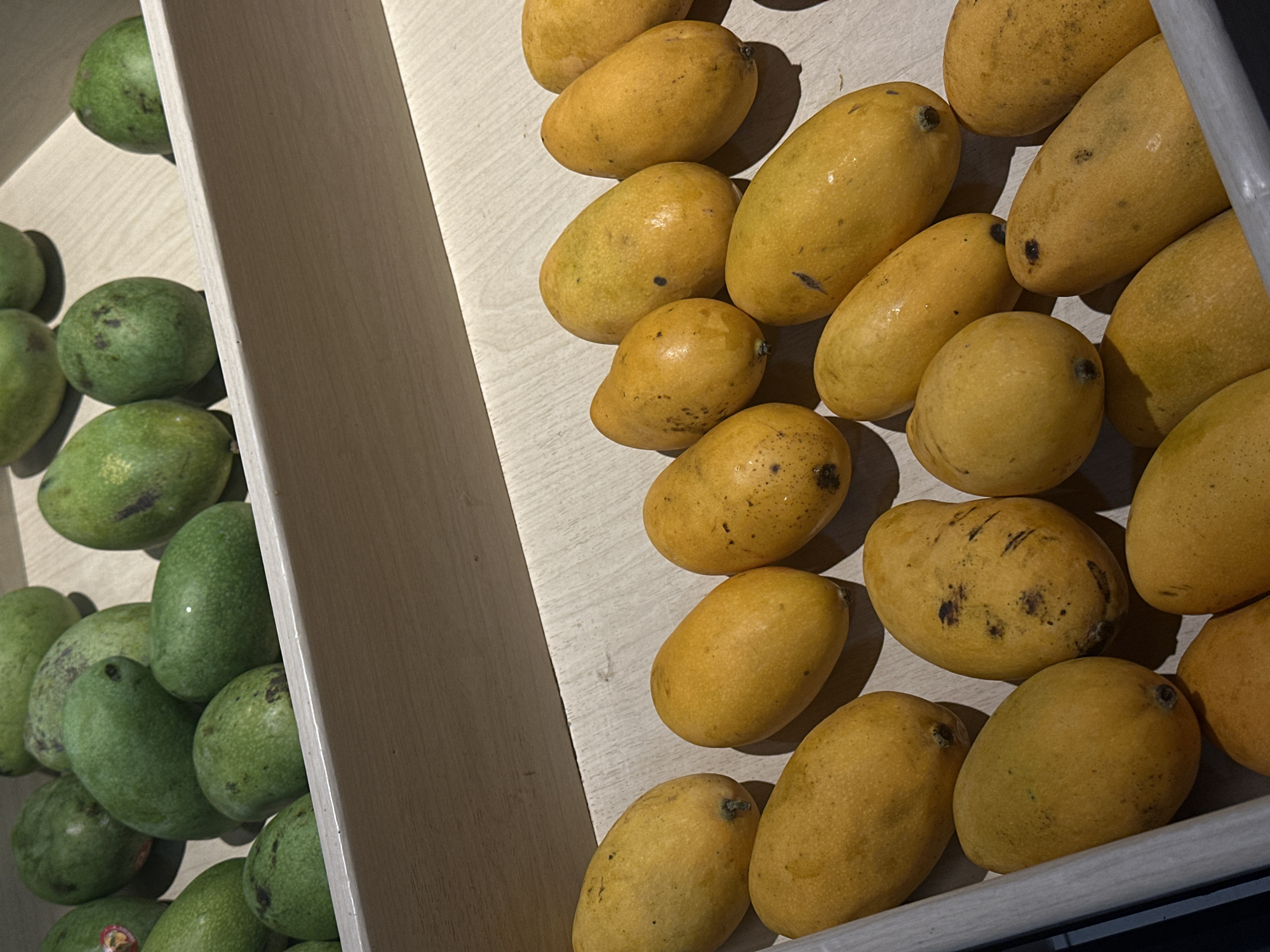 In a light-colored wooden display bin, ripe yellow mangoes are arranged in rows. The mangoes are oval-shaped with smooth skin that has a few dark spots. Behind the yellow mangoes, in a slightly elevated section of the bin, are green mangoes. These green mangoes are also oval-shaped and appear to have a matte finish. The lighting in the image suggests an indoor setting, possibly a market or store, with a shadow cast from an unseen light source. The scene is static, with no visible activity. The overall impression is one of fresh produce presented for sale.